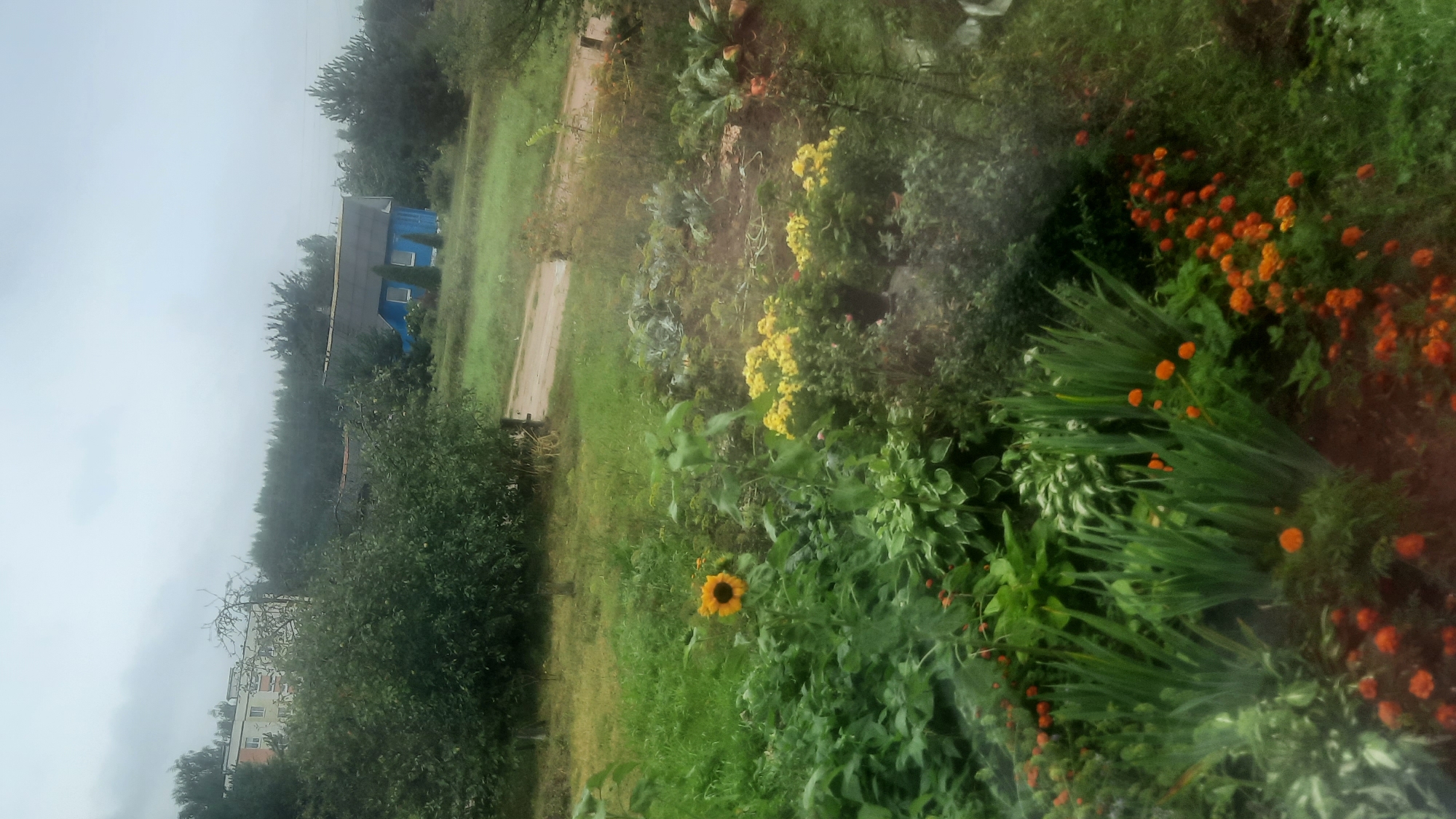 The image depicts a cloudy day in a rural or semi-rural setting, possibly the city of Shklov, Belarus. In the background, there is a light-colored multi-story building and a blue house with a dark roof, surrounded by trees. A dirt road or pathway is visible in the middle ground, leading towards the houses. The foreground is dominated by a garden with various plants. A single sunflower stands prominently in the center of the garden, with yellow flowers and green leafy plants filling the rest of the space. There are also clusters of small orange flowers, possibly marigolds, scattered throughout the garden. The overall impression is one of a somewhat overgrown, lived-in garden on a dull day.