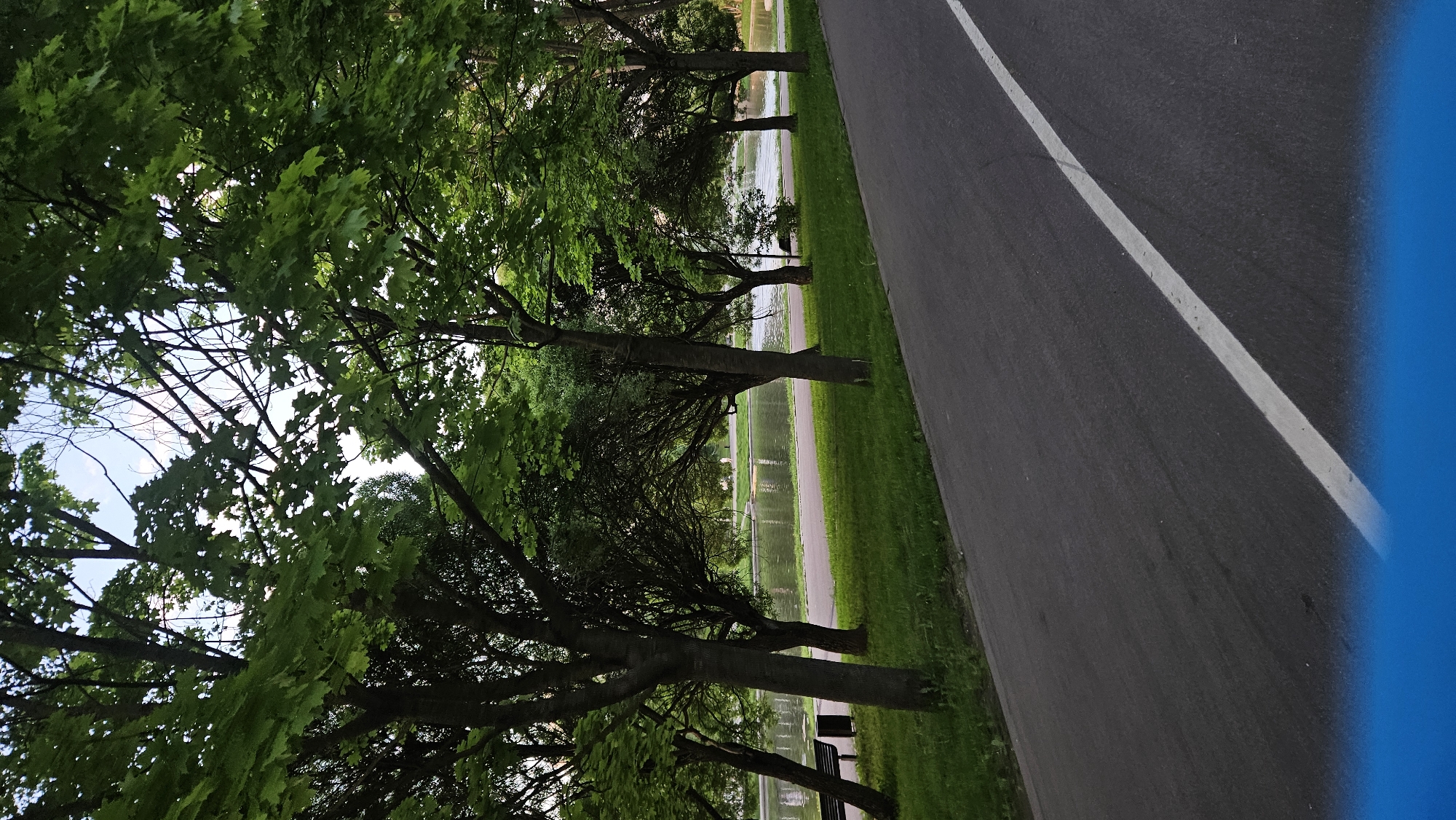 Here is a description of the image:
The image depicts a park scene. A narrow paved road with a white line marking divides the scene. To the left of the road, there is a grassy area with a row of trees. Through the trees, a body of water or pond is visible. A bench can be seen along the edge of the pond. The trees are lush with green leaves, and some sky can be seen through the branches. A blue object is visible in the bottom right corner, potentially part of an object or out-of-focus element. The location appears to be a park in an unknown city.