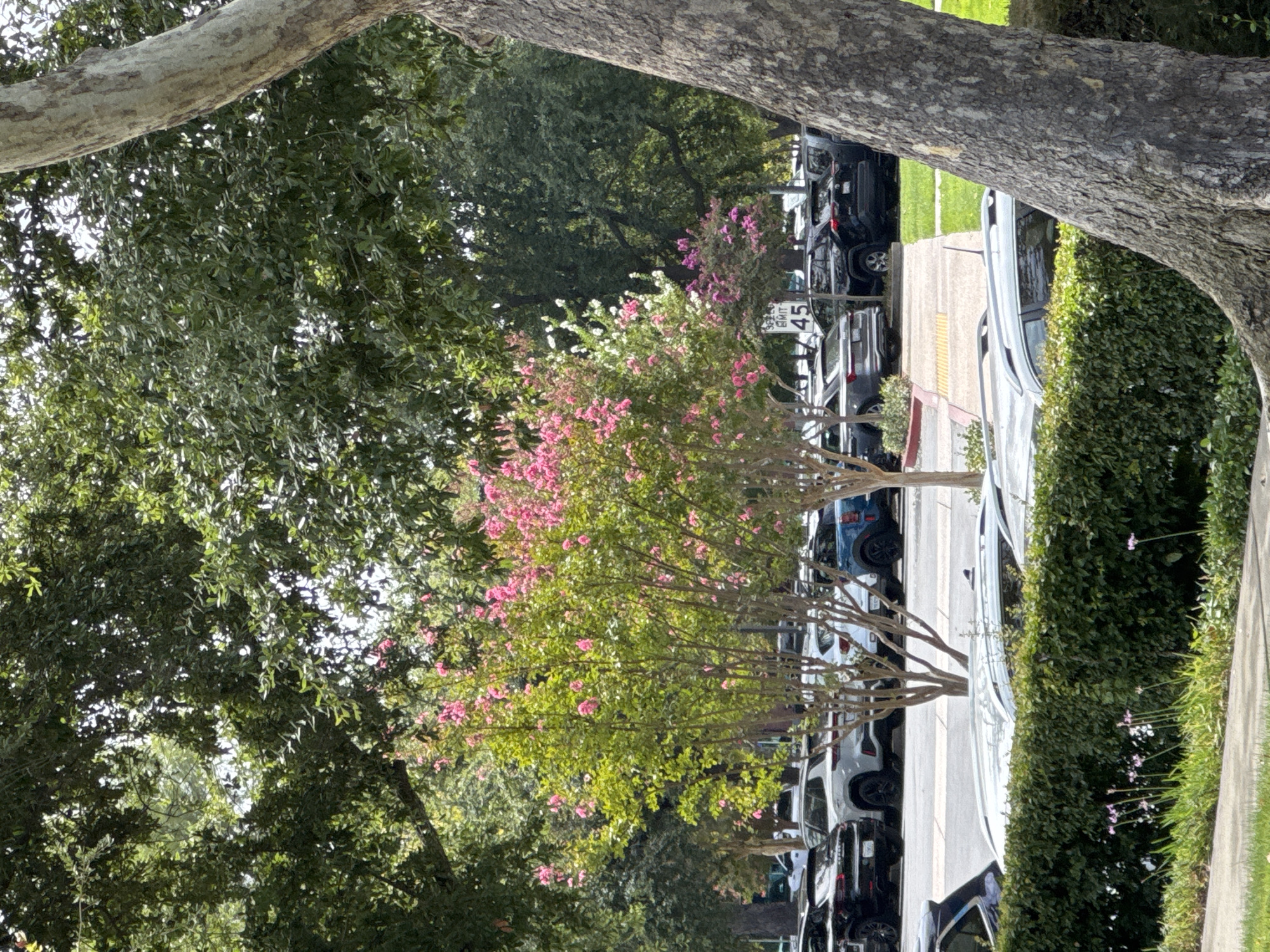 The image shows a parking lot with several vehicles, including cars and SUVs, parked in rows. The lot is surrounded by trees, with a vibrant pink flowering tree in the foreground. A speed limit sign indicating "45" is visible in the background, suggesting a road or street nearby. The scene is likely in a suburban or urban area, given the presence of a parking lot and well-maintained landscaping. The time of day appears to be daytime, with bright sunlight casting shadows. There are no people visible in the image. The overall impression is one of a peaceful and orderly environment. Based on the context, this image could be located in Roseville, California, United States of America.