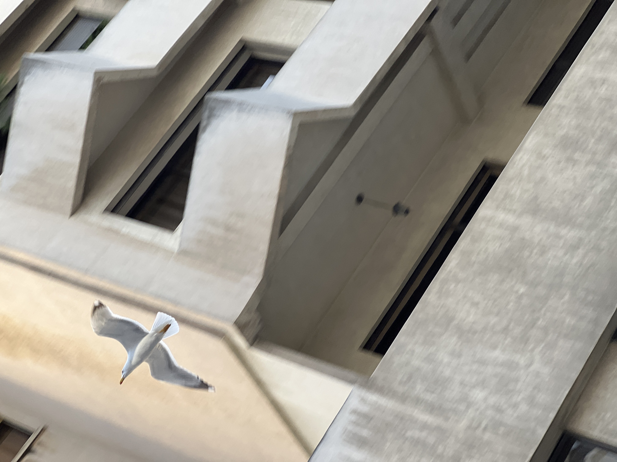 A low-angle urban scene in Tanger, Morocco, depicts a white and light grey seagull in mid-flight, positioned against the facade of a multi-story building. The bird, with outstretched wings and an orange-yellow beak, appears to be moving from left to right across the frame. The background consists of a modern, light-colored concrete or stucco building featuring geometric, angular balconies and dark, recessed windows. Visible on the building's surfaces are areas of discoloration, with upper sections exhibiting a yellowish-beige tint contrasting with lighter grey lower portions. A twin pendant light fixture hangs from the underside of a concrete balcony overhang in the lower-middle section of the image. No human subjects or interactions are present.