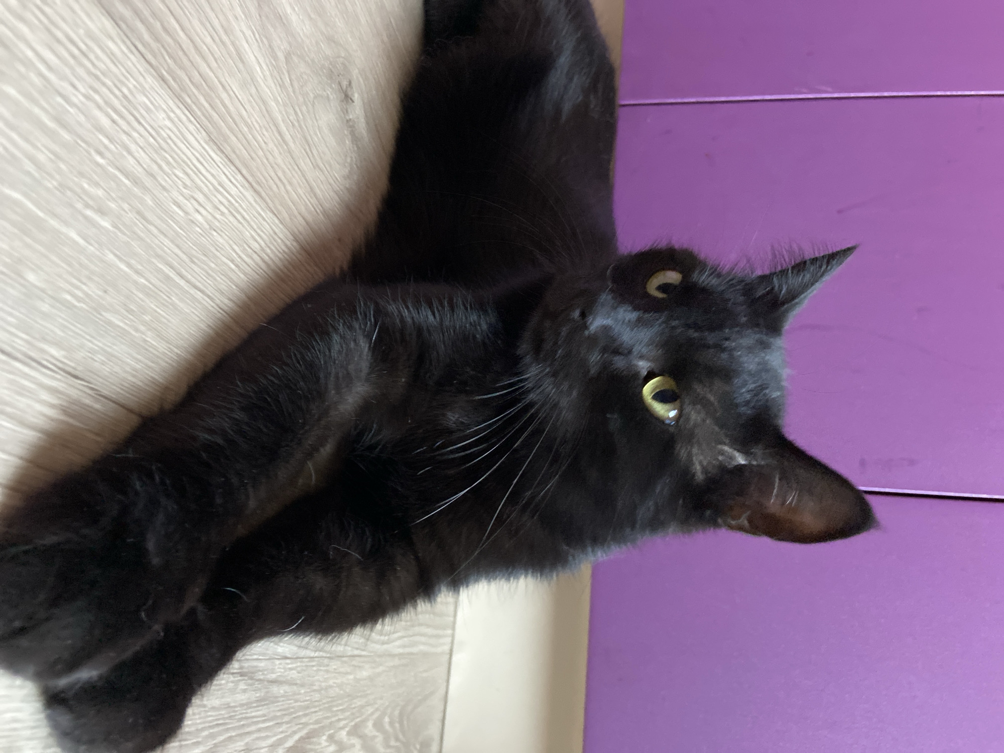 A black cat with yellow eyes is lying on a wooden floor in front of a bright purple wall. The cat is positioned facing left, with its front paws crossed. The lighting suggests an indoor environment. The scene is indoors in an unknown location within the city of Unknown, Unknown.