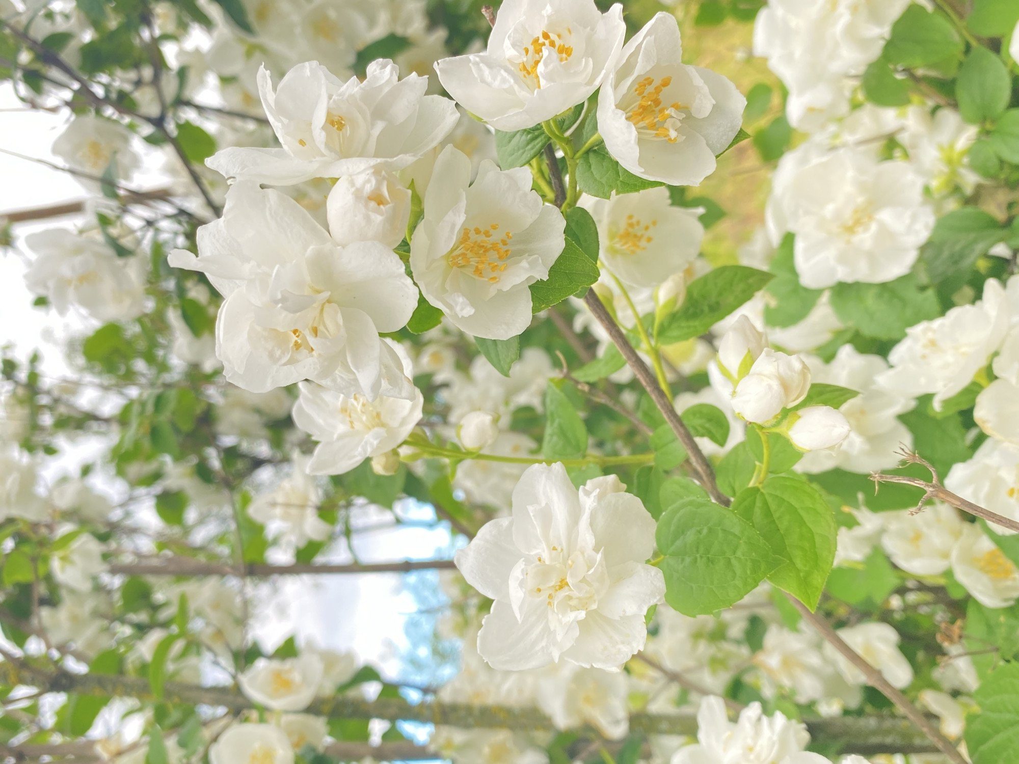 The image shows a cluster of white jasmine flowers with yellow centers, growing on a branch with green leaves. The location appears to be outdoors, likely a garden or park setting. The city and specific location are not identifiable from the image.