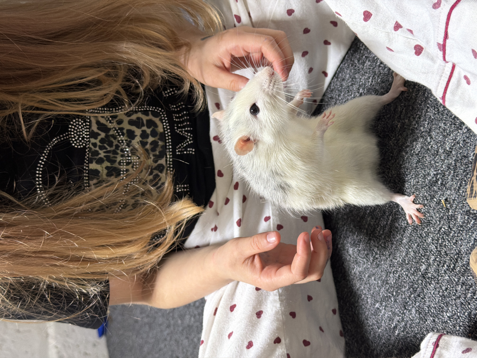 A medium shot depicts a person holding a white rat, with a segment of their blonde hair visible to the left. The individual is wearing a black shirt with leopard print and rhinestone embellishments. They are also clad in white and red heart-patterned pajamas. The rat is positioned in the center of the frame and appears to be interacting with the person's hand. The background includes a dark gray textured surface. The location and city are unknown.