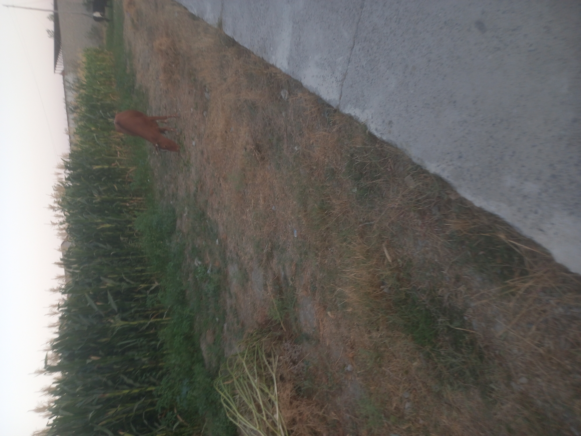 A brown calf is grazing in a dry, grassy field beside a cornfield. A concrete pathway is visible to the right of the field. The sky is overcast and the lighting is dim, suggesting it is either early morning or late evening. The image appears to be taken in Aktam, Uzbekistan.