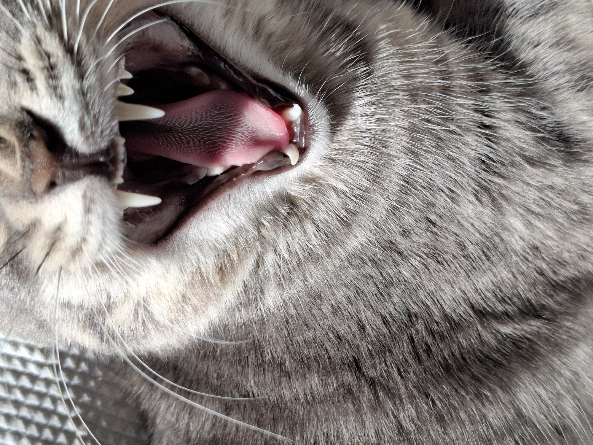 A close-up, slightly tilted, high-angle shot captures the inside of a cat's mouth. The cat is a tabby, based on the light gray and dark gray striped fur visible around the mouth. The mouth is open, displaying sharp white teeth and a pink tongue covered in papillae. The background consists of the cat's gray and white fur, and a glimpse of a textured white surface in the lower-left corner. There is no indication of Novi Sad, Serbia or any other location.