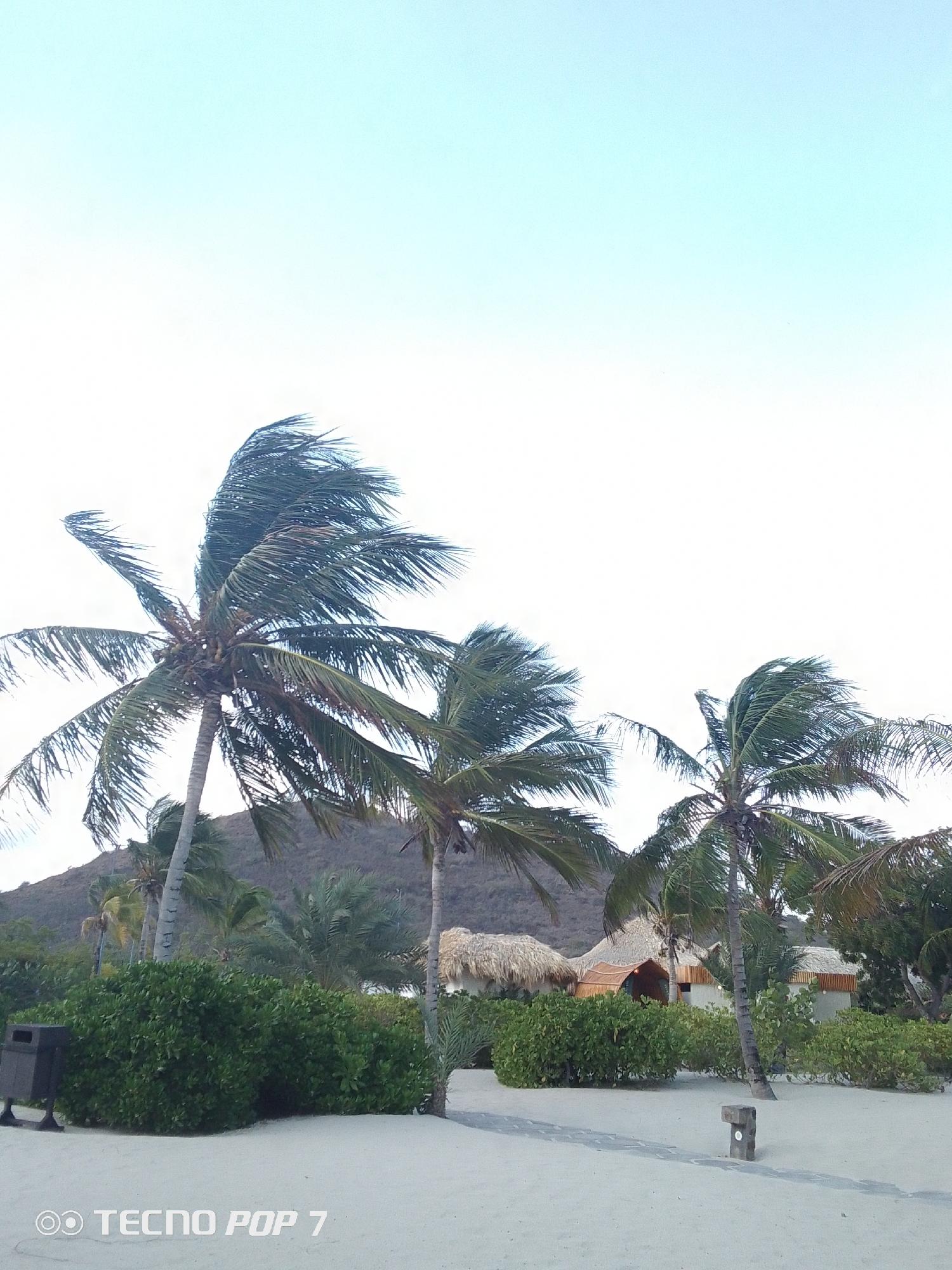 The image depicts a beach scene in what appears to be a tropical location. Three prominent palm trees dominate the foreground, with their fronds blowing in the wind. Behind the trees, a small hill is visible, partially obscured by lush green vegetation. Several small structures with thatched roofs can be seen nestled among the trees and bushes. In the foreground, there is a sandy beach with a small concrete pathway. A trash can is also visible on the left side of the image. The sky is a light blue, suggesting it is either early morning or late afternoon.