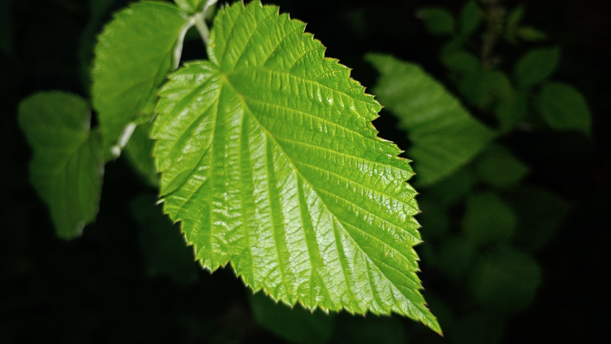 A close-up, low-angle, eye-level shot focuses on a bright green, serrated leaf with prominent veins. The leaf is positioned slightly off-center to the left and angled towards the upper right corner of the frame. Its surface appears slightly textured and possibly wet, reflecting light. In the blurred background, other green leaves are visible against a dark, out-of-focus environment. There are no people or discernible structures within the frame. The image was taken in Mukachevo, Ukraine.