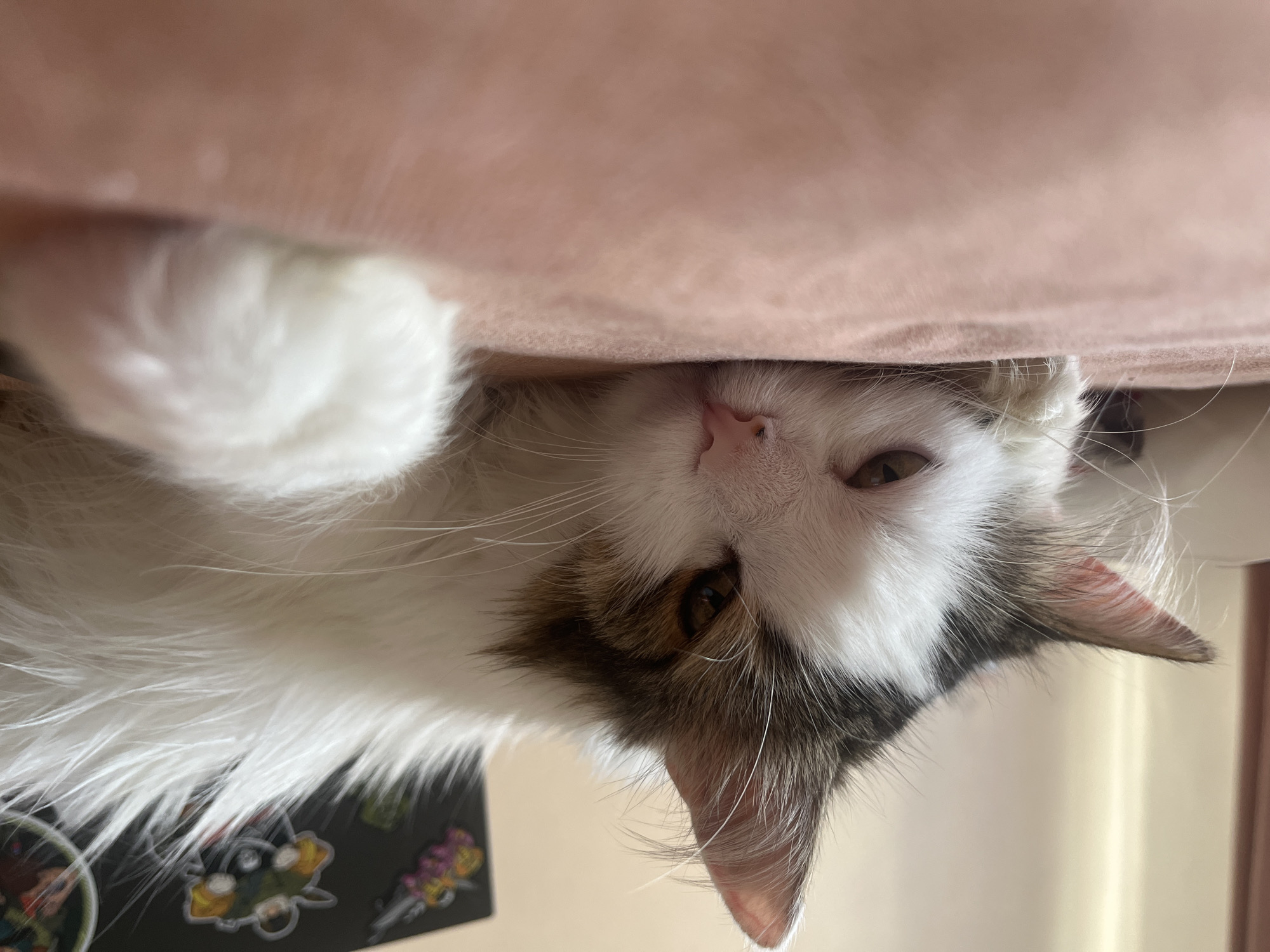 A long-haired cat with white and brown fur lies on a pink surface, likely a blanket or bed. The cat's head is turned to the left, with its right eye visible. The cat's left paw is extended forward, and its body stretches out of frame to the right. In the background, a black surface with colorful stickers is visible. The lighting suggests an indoor setting. The image is a close-up of the cat, with the foreground and background blurred.