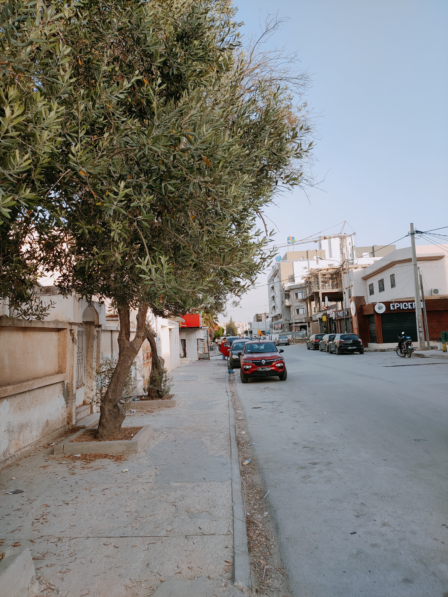 In a city street scene in Tunisia, an olive tree with green leaves stands on the left side of the image, partially obscuring a white, weathered wall with a decorative gate. The sidewalk is made of concrete and is littered with fallen leaves and some small debris. Several cars are parked along the street, including a red Renault, a dark sedan, and two other vehicles. A motorcycle is parked near a building with a sign reading "EPICERIE". The street is paved with asphalt and appears to be a main thoroughfare with buildings on the right side of the road, some of which are under construction, featuring cranes and scaffolding. The sky is clear and blue, suggesting daytime.