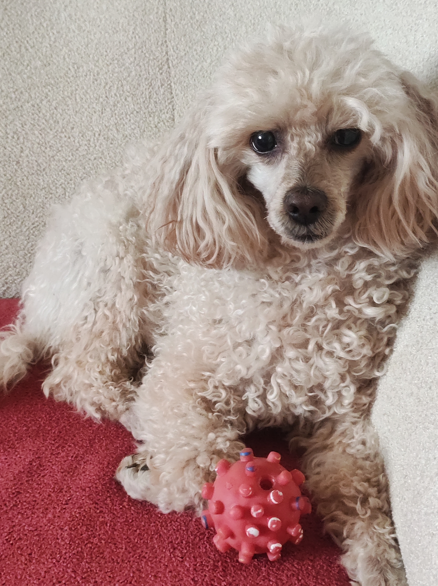 A tan poodle is seated on a red surface with a red toy, next to a light beige surface. The poodle is facing the camera and is looking at the camera. The location is not discernible from the image.