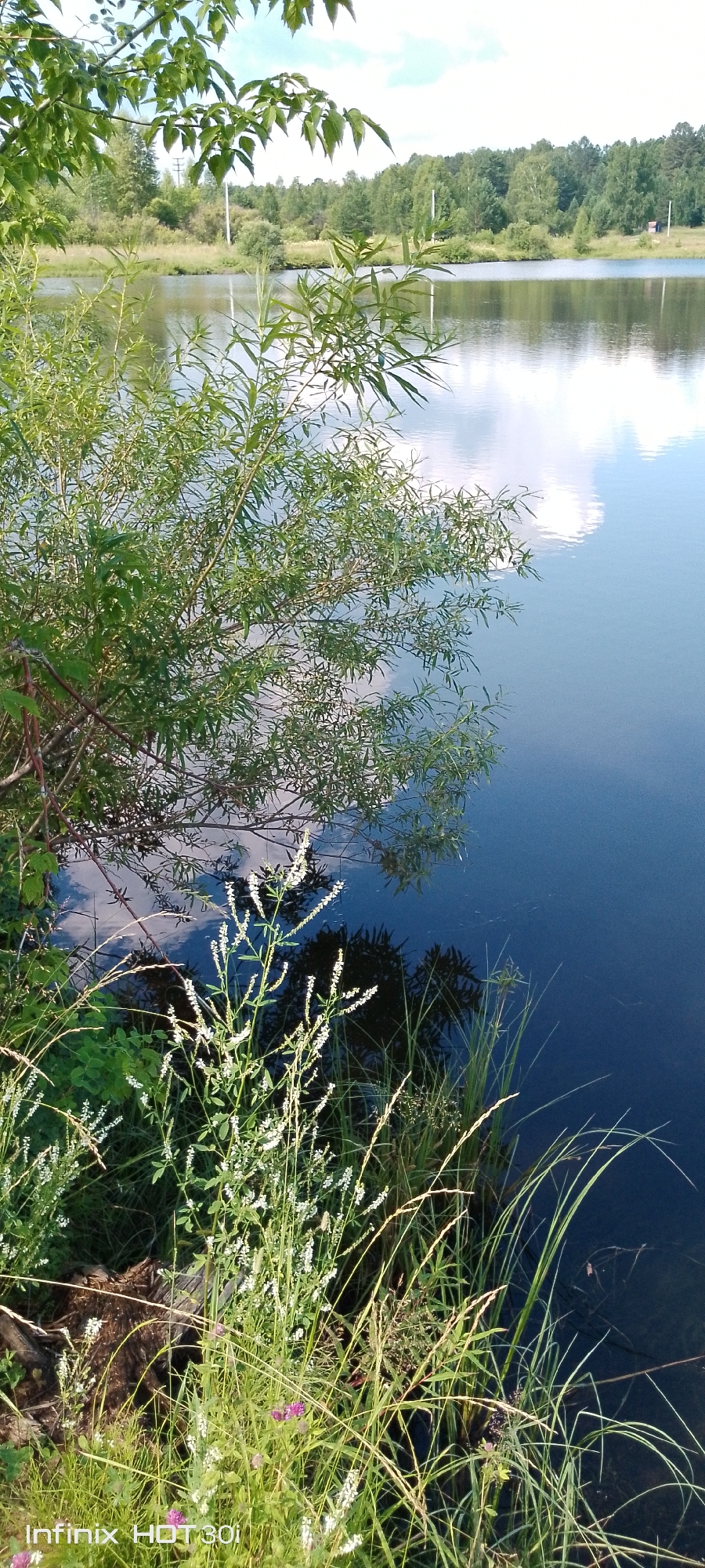 A natural landscape scene depicts a tranquil body of water, likely a lake or slow-moving river, with reflections of the sky and surrounding trees on its surface. The foreground is dominated by lush green vegetation, including tall grasses and flowering plants with white and pink blossoms. A large, leafy green bush extends from the left side of the frame, partially overhanging the water. In the background, a dense forest lines the opposite shore, with a clear sky above, punctuated by scattered white clouds. The scene appears to be set in a rural or undeveloped area, possibly within the city of Kedrovy, Russia, given the mention of the location. No people or man-made structures are prominently visible, aside from a distant utility pole. The overall atmosphere is one of serene natural beauty.