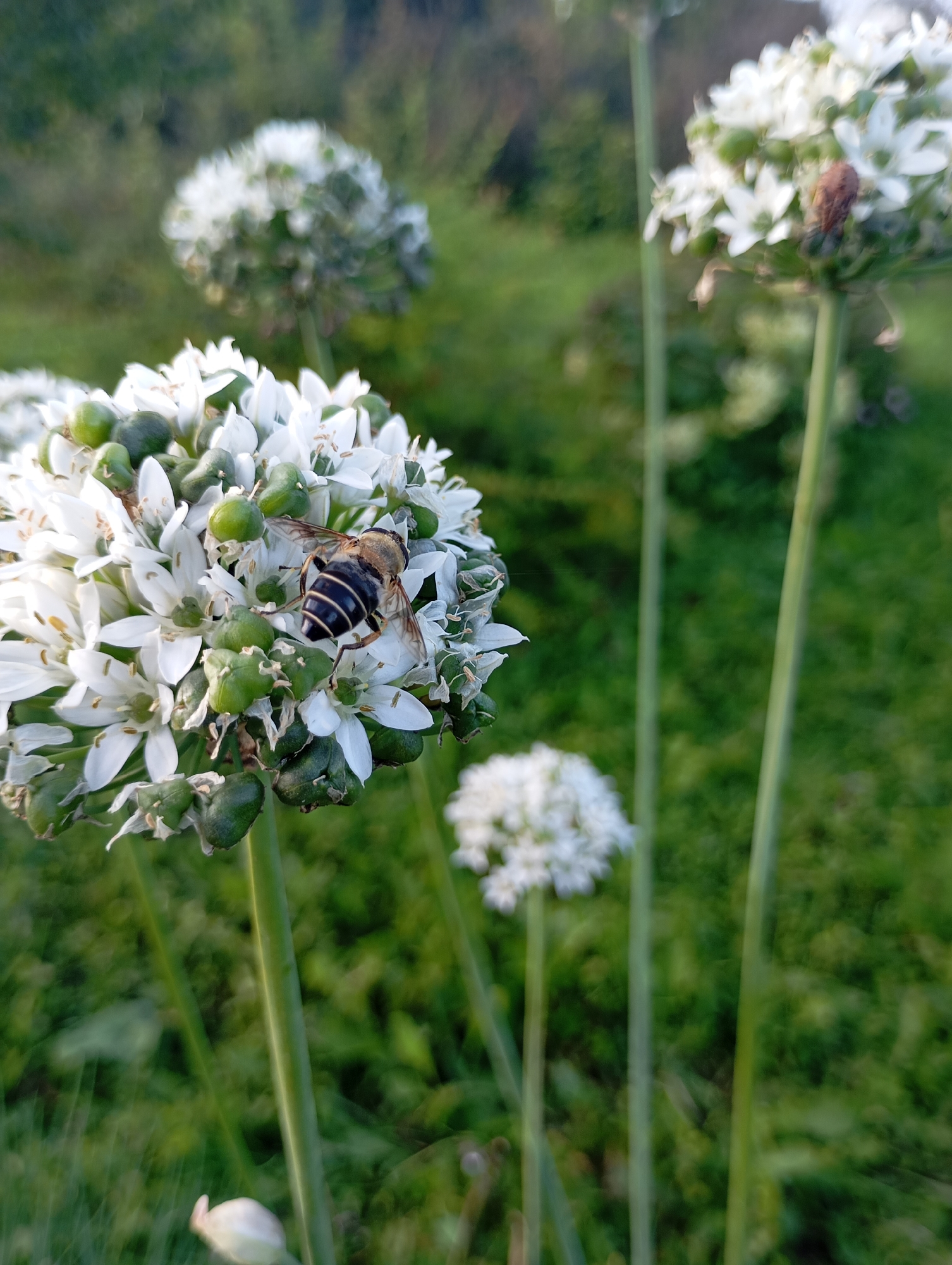 The image shows a close-up of a bee on a white flower cluster, with several other similar flower clusters and green foliage in the background. The bee has a striped abdomen and is positioned on a white petal. The flower cluster is composed of many small white star-shaped flowers and some green seed pods. The background is blurred, creating a soft focus effect on the flowers and bee, while the green grass and trees are indistinct. The overall lighting suggests it may be during the golden hour, with warm tones. There are no people or any identifiable structures or landmarks that would indicate a specific location within the city of Фоки, Russia.