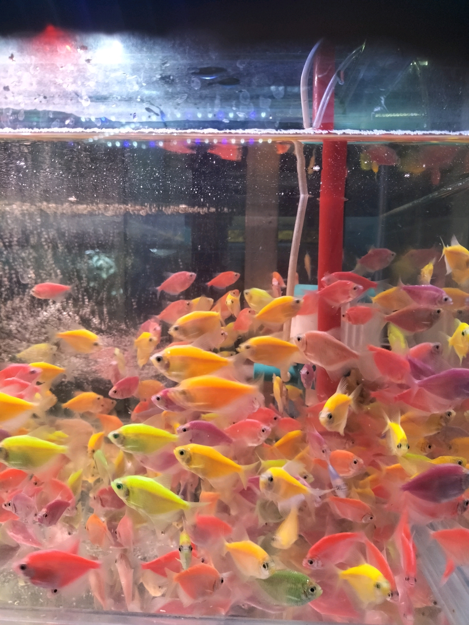 The image shows a densely packed aquarium filled with numerous small, brightly colored fish, predominantly in shades of pink, orange, yellow, and some purple and green. The fish appear to be of a single species and are swimming in various directions. The water is visibly agitated with numerous tiny air bubbles, suggesting active aeration. Several translucent tubes are visible within the aquarium, one of which is red and appears to be a bubbler or filter component. The lighting in the aquarium is bright, highlighting the vibrant colors of the fish and the bubbles. The background is dark and slightly out of focus, with hints of further aquatic life or tank structures. The image's perspective is from slightly above and to the side of the aquarium. There is no indication of the city of Malang, Indonesia, or any specific location within it.