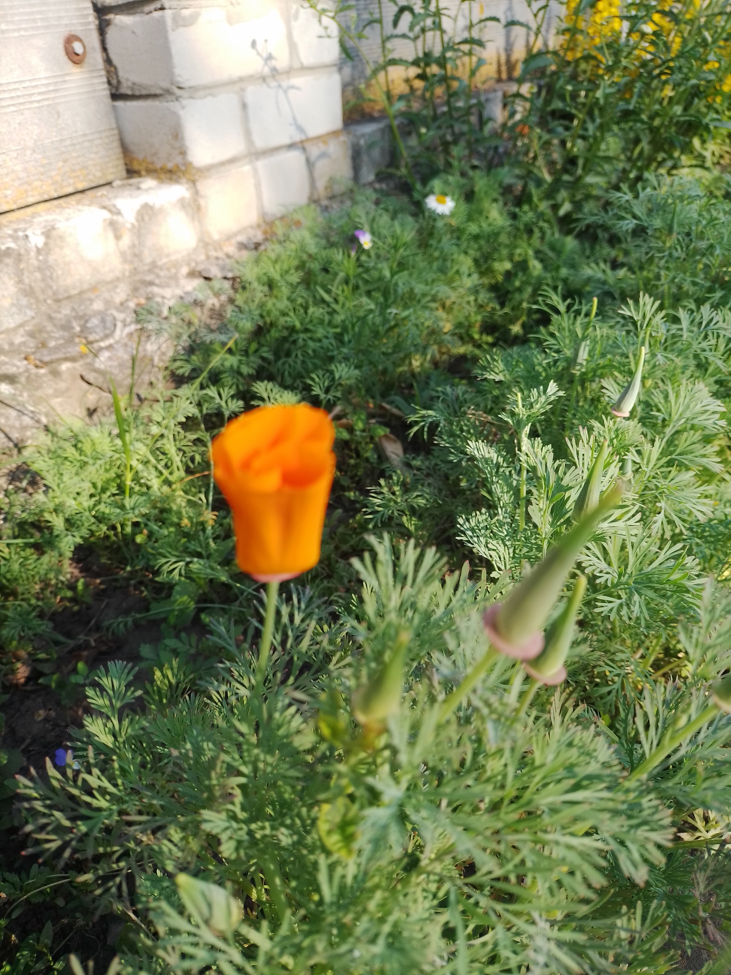 This media file presents a vibrant outdoor scene, likely a garden or wild patch, under bright sunlight. The main subject is a single, vivid orange flower, prominently positioned in the mid-ground. Its cup-shaped petals are slightly out of focus, creating a soft glow. This flower is characteristic of a California poppy (*Eschscholzia californica*).
The scene is dominated by lush green foliage with finely dissected, feathery leaves, consistent with the plant type of the orange flower. Numerous green, elongated flower buds, some showing a subtle pinkish tint at their base, are scattered throughout the greenery, particularly in the foreground and mid-ground. These buds suggest more blossoms are yet to open.
In the upper left background, part of a light-colored brick wall or building foundation is visible, hinting at a nearby structure. A small, rusty metal fixture, possibly a bolt or hook, is attached to this wall. The sunlight illuminates the bricks and casts light shadows. Further into the background, other smaller flowers can be seen, including a white daisy-like bloom with a yellow center and hints of other yellow flowers, as well as a tiny violet-purple flower nestled among the leaves.
The time of day appears to be sunny daytime, possibly morning or late afternoon, given the bright highlights and the direction of the shadows. There is no discernable human activity or visible text in the image. The location context is Ustyvytsia, Ukraine.