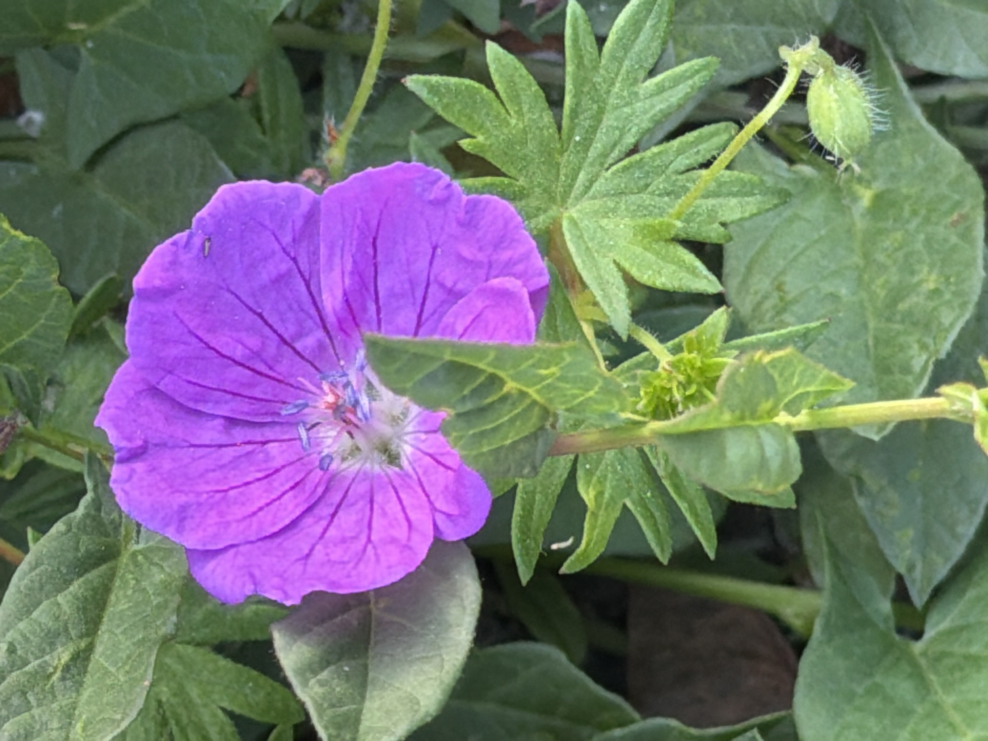 The image is a close-up, top-down view of a vibrant purple flower, likely a geranium, blooming amidst lush green foliage. The flower's petals are delicate and veined, with hints of blue and pink in its center where the stamens are visible. Several green leaves, some with lobed shapes, surround the flower, some appearing slightly wilted or textured. A small, fuzzy green seed pod is also visible on a stem to the right of the flower, hinting at the plant's life cycle. The overall environment suggests a natural outdoor setting, possibly a garden or park. There are no people or any discernible urban elements in this particular frame, making it impossible to ascertain its specific location within Kyiv, Ukraine. The lighting is soft, indicating it was likely taken on an overcast day or in dappled shade.