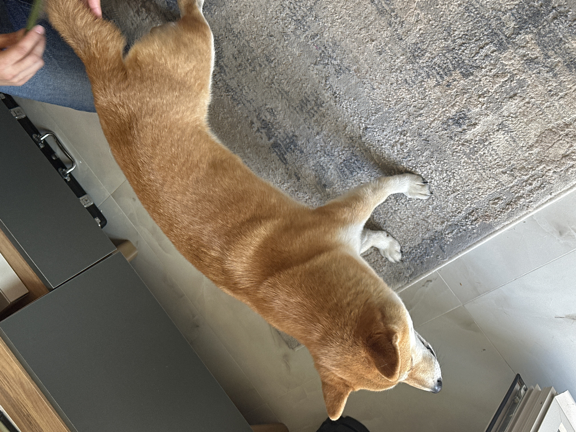A high-angle shot depicts a tan Shiba Inu dog stretching on a gray, patterned rug. The dog's head is oriented towards the lower right corner of the frame, while its hind legs are near the upper left corner. A person's hand and part of their blue jeans are visible near the dog's hind legs. A gray cabinet with a black handle is to the left of the dog. The rug sits on a tiled floor. The specific location in Budva, Montenegro cannot be determined from the visual information provided.
