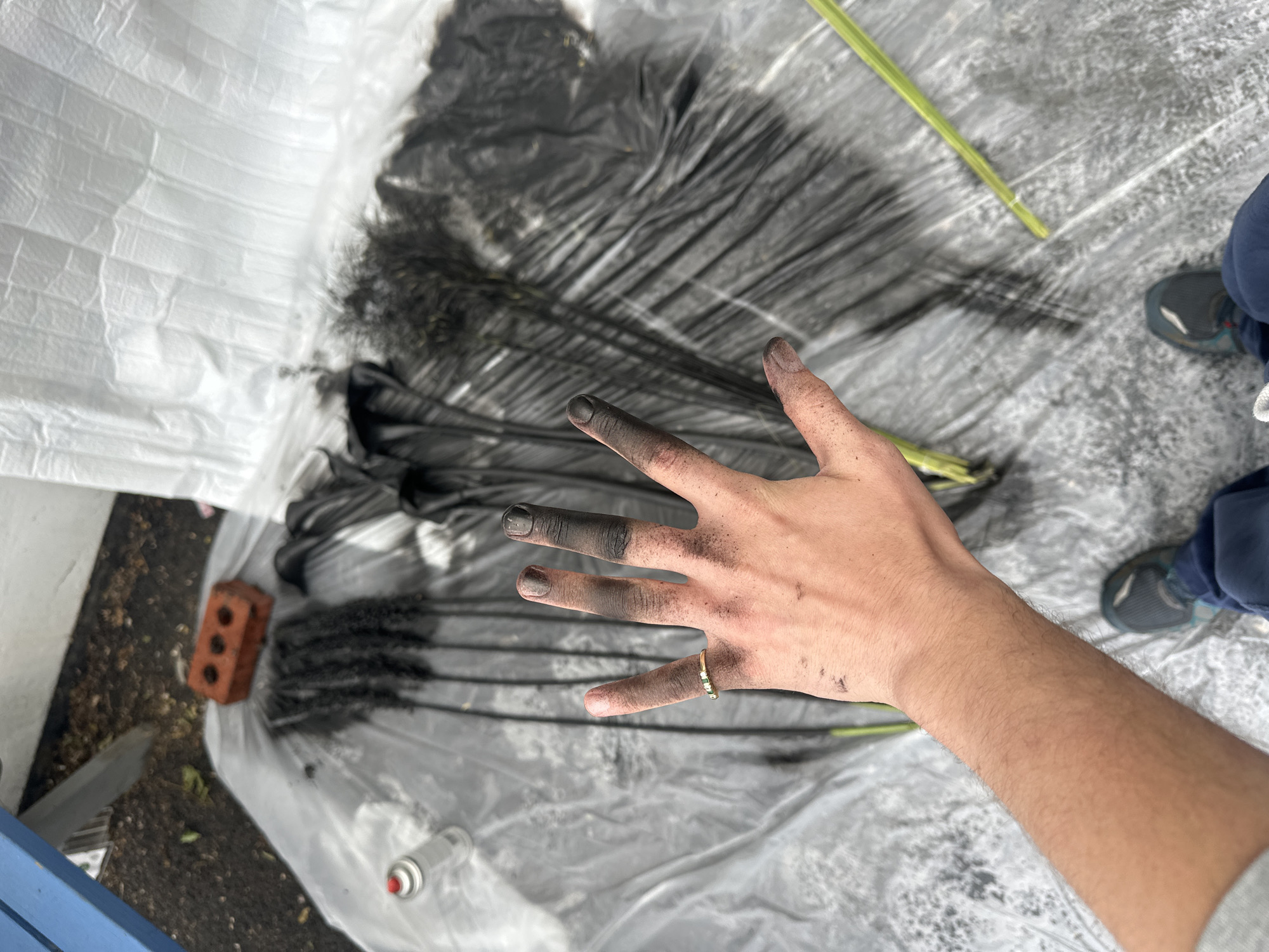 A person's hand, smudged with black material, is held up against a backdrop of black, feathery objects laid out on a white plastic sheet. The hand, adorned with a ring featuring three green stones, shows black dust on the fingertips and palm. Behind the hand, the feathery objects, which appear to be some sort of dried plant material or decorative plumes, are spread across the sheet, some of which are also dusted with black. To the left of the hand, a red brick lies on the sheet, and further left, a white spray can with a red cap is visible. The scene is set outdoors, with what looks like a blue painted bench and some dry ground visible in the upper left corner. The overall impression is of an outdoor crafting or preparation area, possibly for an event or project, with the black material suggesting paint or dye. There is no specific indication of this location being in London, United Kingdom.