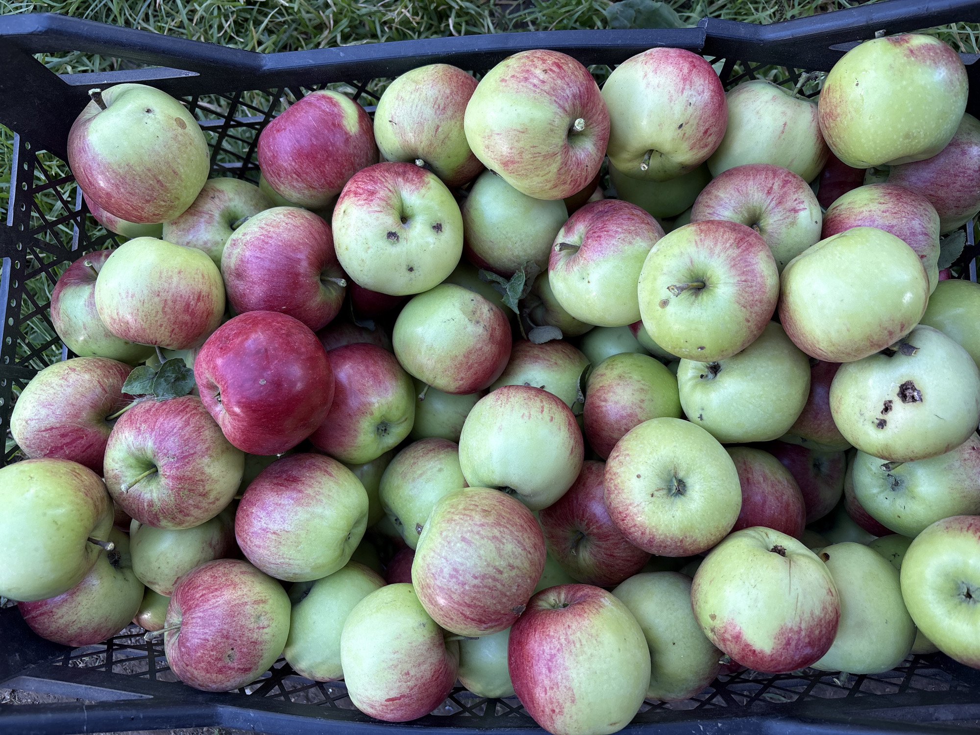 A black plastic crate filled with a large quantity of ripe, fresh apples is shown from a top-down perspective. The apples are predominantly green with red blushing, indicating they are likely a variety such as Gala or Honeycrisp. Some apples have small brown blemishes or spots. The crate is positioned outdoors on a surface of grass and possibly soil, suggesting an agricultural or garden setting. The lighting indicates it is daytime, likely natural sunlight. The scene is static, with no visible people or animals. The location is identified as Ермаково, Russia, implying this is a harvest from that region.