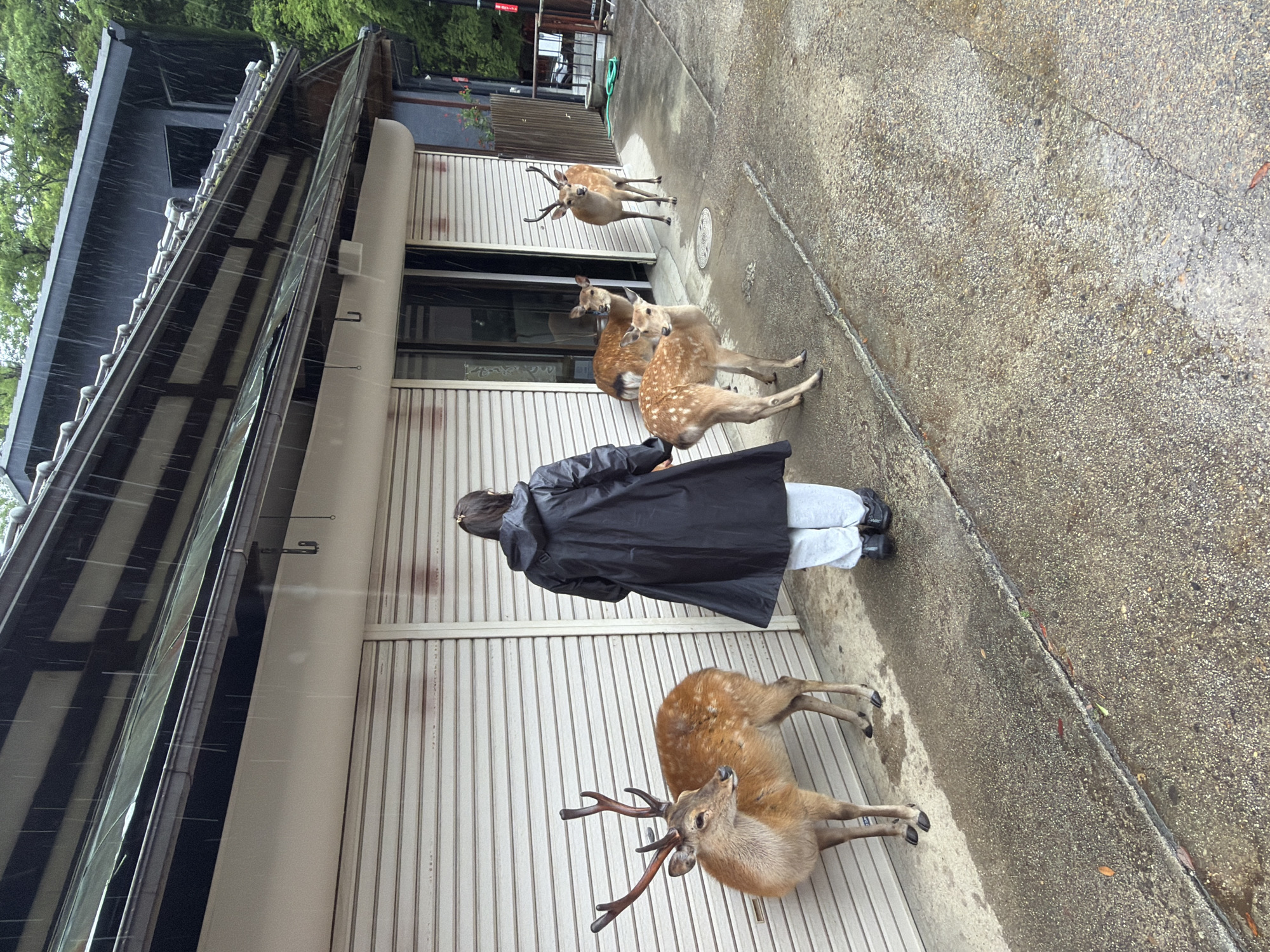The image depicts an outdoor scene in Nara, Japan, on a rainy day. Rain streaks are visible against the dark upper facades and roofs of the buildings, and the grey concrete ground is wet with visible puddles and damp areas.
On the left, a traditional Japanese-style building features a dark tiled roof with dark gutters, a dark upper facade, and light-colored, horizontally corrugated metal roll-down shutters on the lower level, indicating closed storefronts. Further right, an open doorway reveals a dark interior and is flanked by similar shutters. Another building section is visible further right, with dark railings and a coiled green hose on the ground. Green foliage and trees are present in the background above the buildings.
Five Sika deer (Cervus nippon) are present, interacting in the immediate vicinity of the buildings and a single person.
1. On the far left, an adult deer with prominent antlers stands facing right, close to the closed shutters.
2. A person, seen from behind, occupies the center-left. They wear a black hooded raincoat, light grey pants, and dark shoes. Their hair is dark and tied back. The person is facing towards a group of three deer.
3. Near the open doorway, three deer are clustered. An adult deer with small antlers is positioned inside the doorway, looking towards the person. Another adult deer is slightly in front of it, to its left. A fawn, with noticeable white spots, is closest to the person, positioned in front of the other two, also looking towards the person.
4. On the far right, an adult deer with modest antlers stands on the wet concrete, looking directly towards the viewer.
The concrete ground shows a textured, granular surface with a distinct horizontal crack in the foreground. Small dried leaves are scattered on the damp ground. A circular manhole cover is visible near the group of three deer. A dark metal hook is attached to the building facade above the shutters on the left.