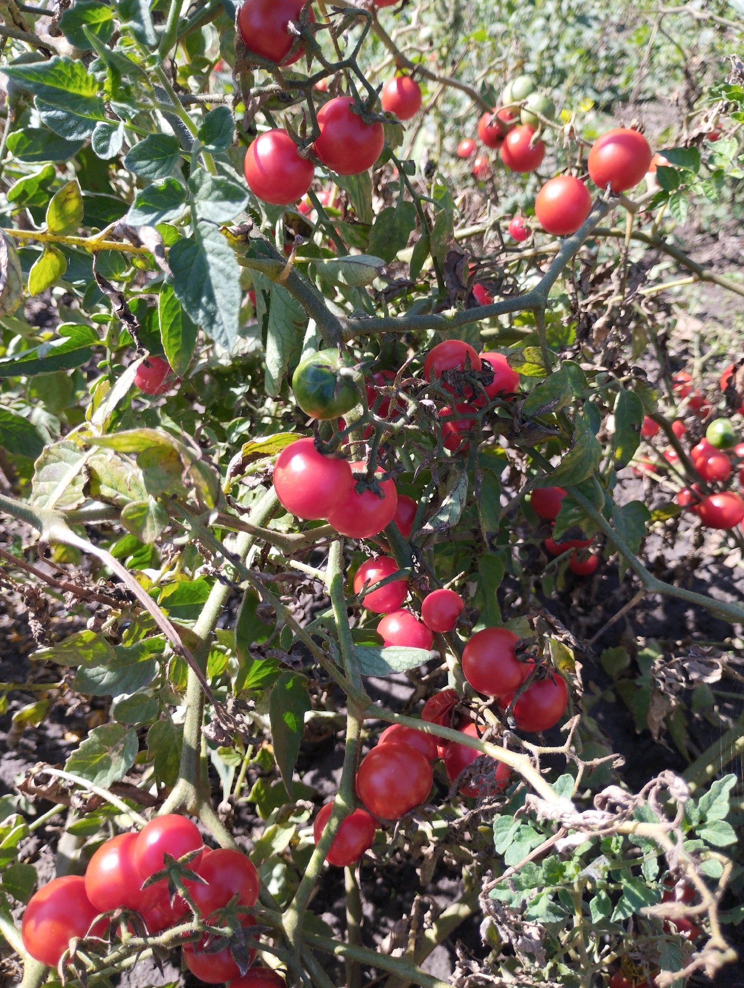 The image shows a close-up view of a tomato plant laden with ripe, red tomatoes. The tomatoes are clustered on branches, with some green, unripe tomatoes also visible. The plant has green leaves and brown, dried foliage, suggesting it is nearing the end of its growing season or has some blight. The background is blurred, showing more of the plant and the ground, which appears to be soil. The lighting suggests it is a sunny day. The image is taken from a low angle, looking up into the plant. There are no people or other animals visible in the image. The location is Unknown, Unknown.
