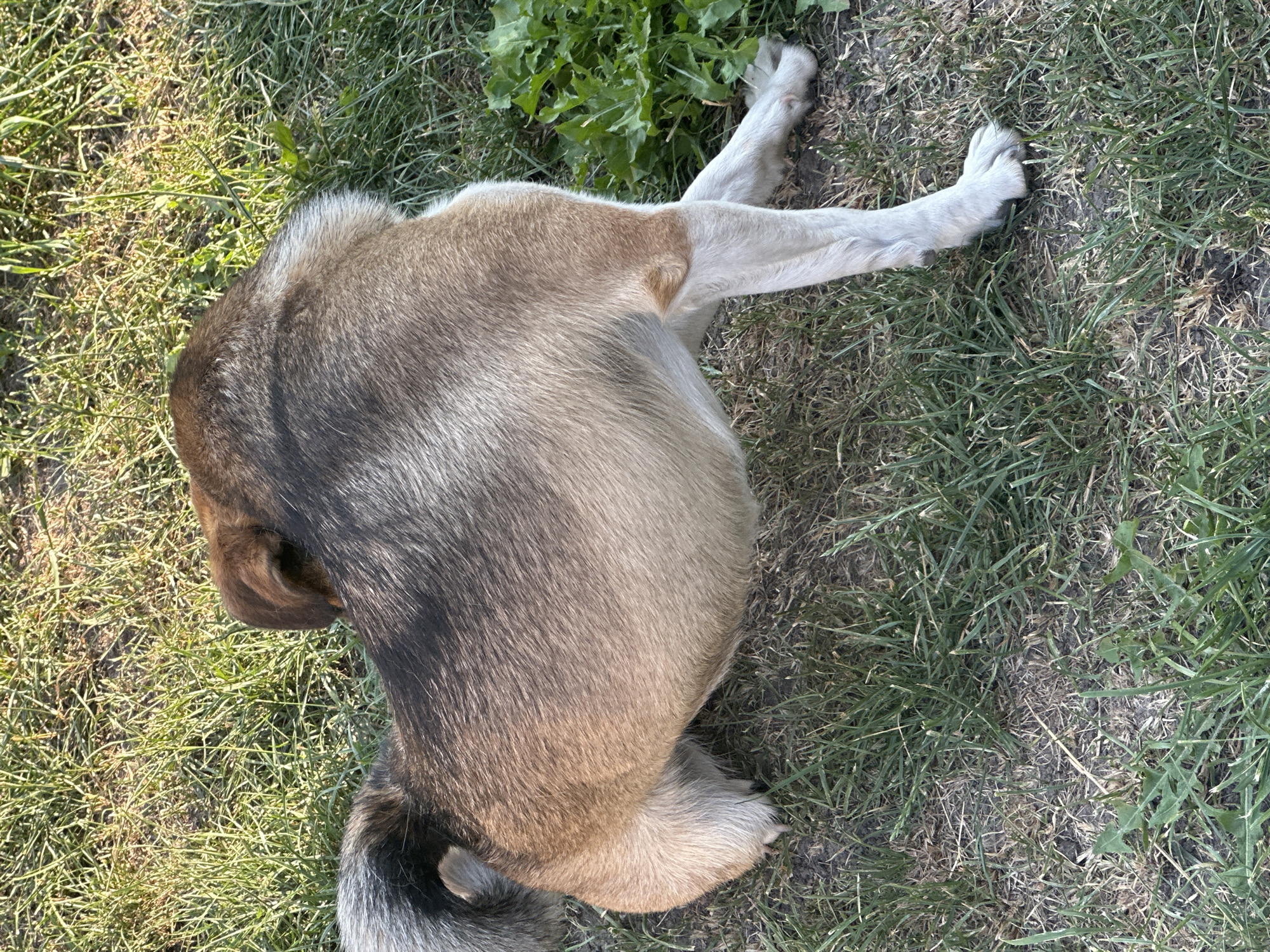The image shows a medium-sized dog with a tan and grey coat standing on grass. The dog is facing away from the camera, with its head turned to the left. Its tail is curled over its back. The grass is green and appears to be dry in some areas. There are some green leafy plants to the right of the dog. The image was taken outdoors in what appears to be a park or backyard. The image does not contain any information about the city of Makiv, Ukraine.
