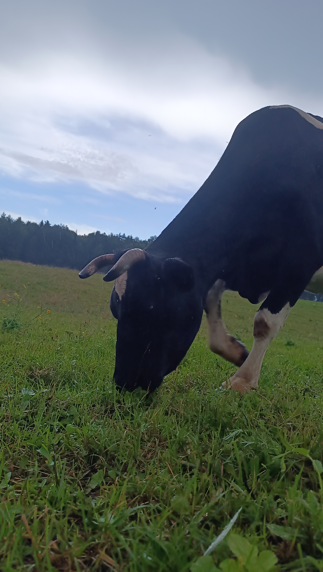 The image shows a black and white cow grazing in a grassy field. The cow is mostly black with some white markings on its legs and body. It has short horns and is bent down, eating grass. The field is green and appears to be slightly wet, with some yellow wildflowers visible. In the background, there is a line of trees and a cloudy sky. The image is taken from a low angle, close to the ground. The scene depicts a rural or agricultural setting, likely a pasture. There is no indication of the city of Karsha, Russia, or any specific location.