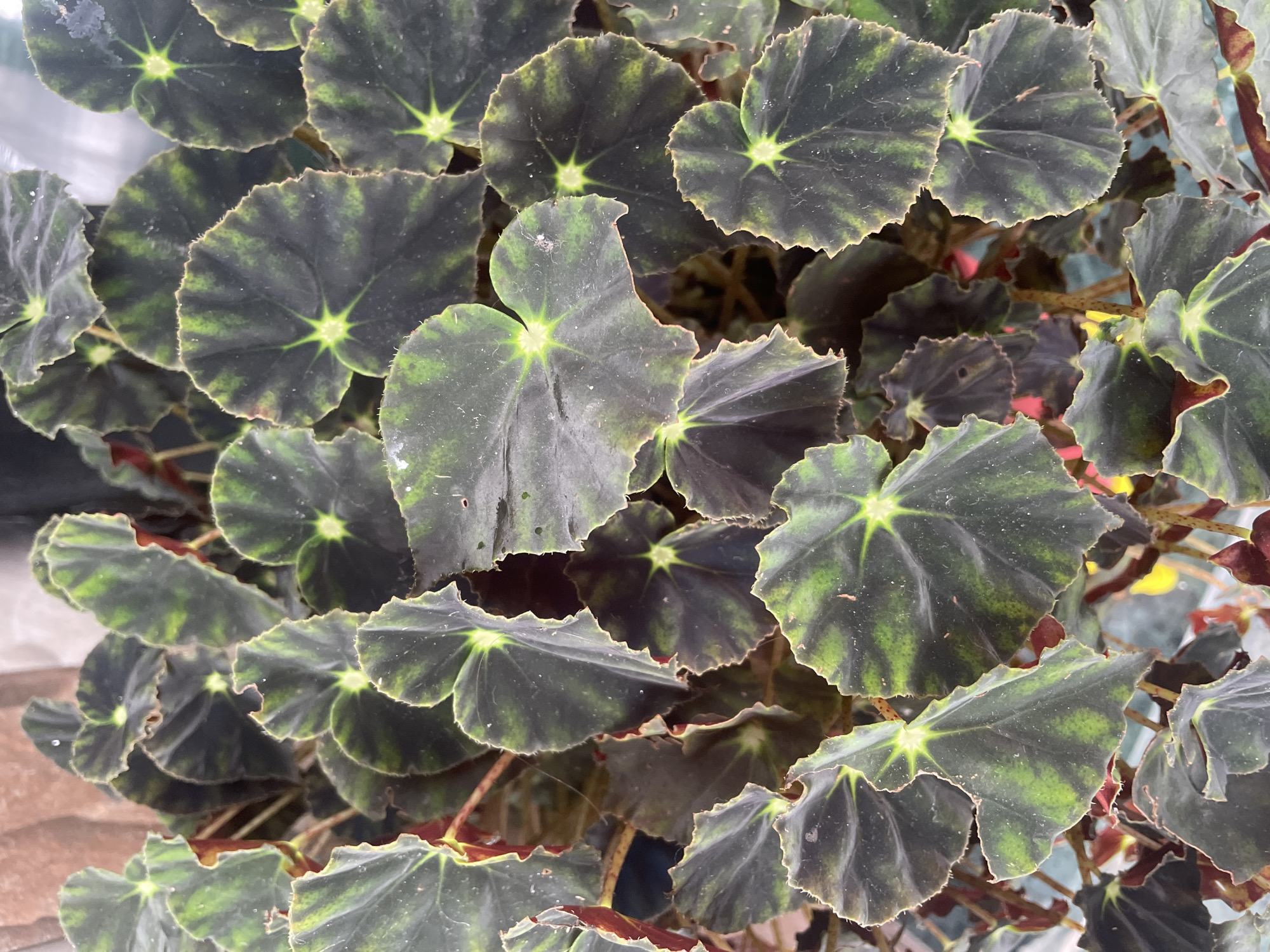 The image shows a close-up view of a begonia plant with dark green, heart-shaped leaves featuring lighter green striations radiating from the center. The leaves have ruffled edges and appear to be growing densely. The stems are reddish-brown. The background is softly blurred, with hints of earthy tones and possibly other foliage. The scene is indoors or in a sheltered outdoor location, with diffused light. The image does not contain any information about the city of Bhagsu, India.