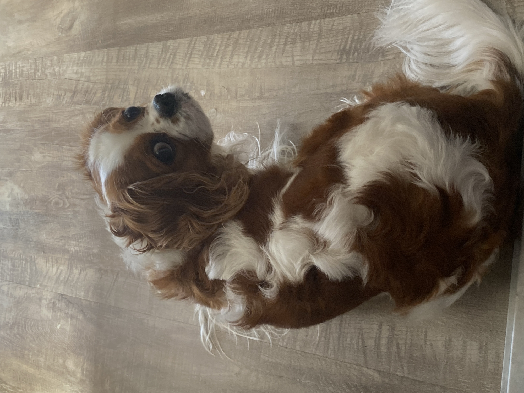 A tan and white Cavalier King Charles Spaniel dog is looking up and to the right, sitting on a light brown, wood-patterned floor. The dog's fur is fluffy and wavy, with patches of tan and white. Its eyes are dark brown and wide, and its nose is black. The background consists of the wooden floor. The image is taken from a high angle.