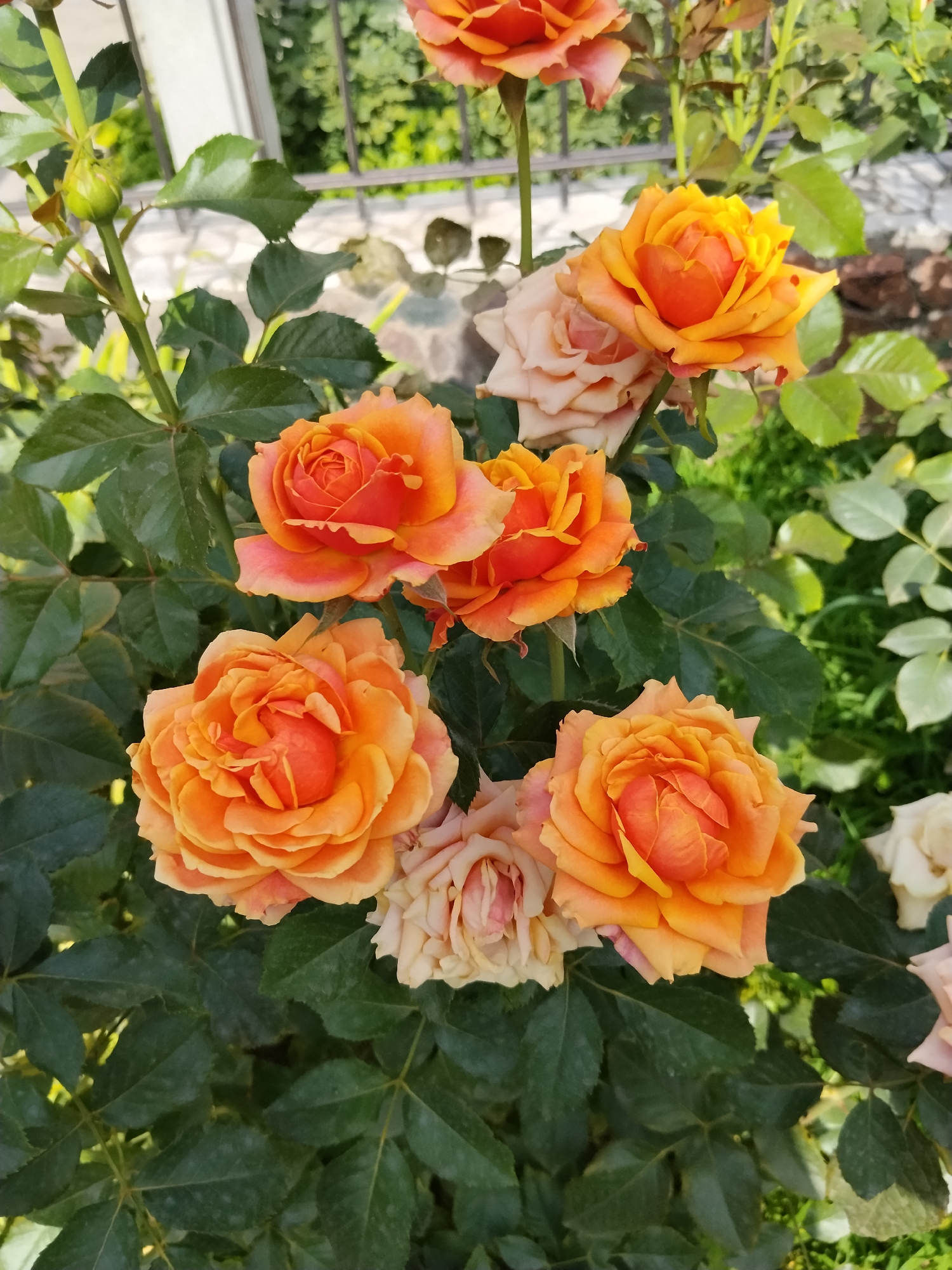A close-up, high-angle, outdoor, full-shot photograph captures a cluster of orange and peachy-pink roses in bloom. The roses are the primary subjects, with their velvety petals and intricate layers of development. The background is a blur of dark green rose leaves and foliage, with hints of lighter green foliage and a stone wall suggesting a garden setting. A dark metal fence is visible in the upper background. The scene appears to be in a garden in Bishkek City, Kyrgyzstan. There are no people or animals present in the image.