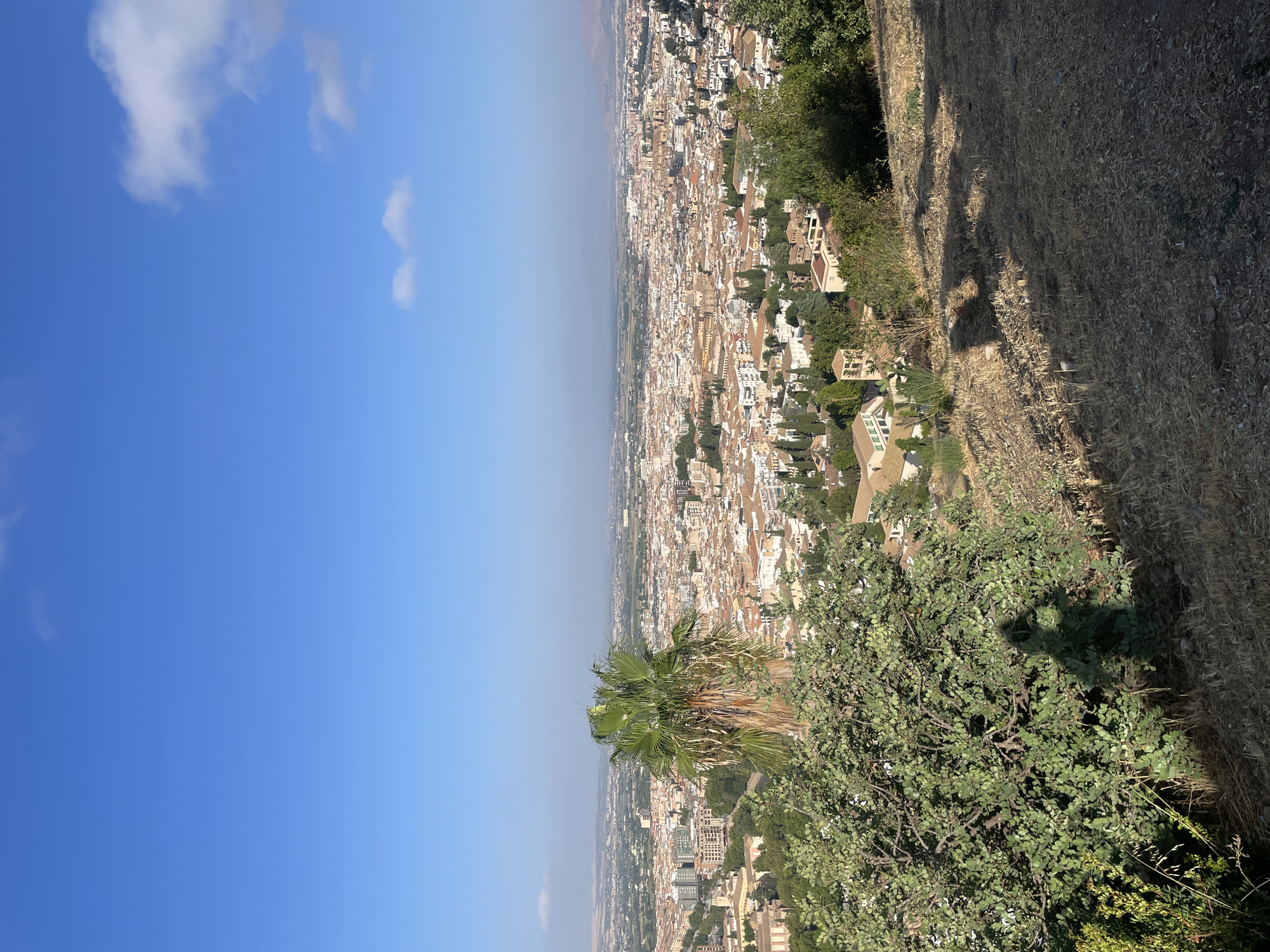 The image captures an elevated, wide-angle view of the city of Granada, Spain, under a clear blue sky with sparse white clouds. In the foreground, a portion of a barren, grassy hillside is visible, with dry grass and a few scattered rocks. To the left, a large green bush dominates the lower-left quadrant, and its shadow is cast on the hillside. A prominent palm tree, with its fronds unfurled, stands behind the bush, its trunk appearing light brown and dried.
Beyond the immediate foreground, the city of Granada sprawls across the landscape, characterized by a dense collection of buildings with terracotta-colored roofs. Architectural styles vary, with some older structures featuring ornate details, while others appear more modern. Green trees are interspersed throughout the urban area, adding touches of color to the cityscape. In the distance, the terrain becomes flatter, with more scattered buildings and a hazy horizon. The overall impression is that of a warm, sunny day overlooking a historic European city. The shadow of a person taking the photograph is visible in the lower left, suggesting the perspective is from a viewpoint on a hill overlooking the city, likely the Mirador de San Nicolás or a similar vantage point in the Albayzín neighborhood.