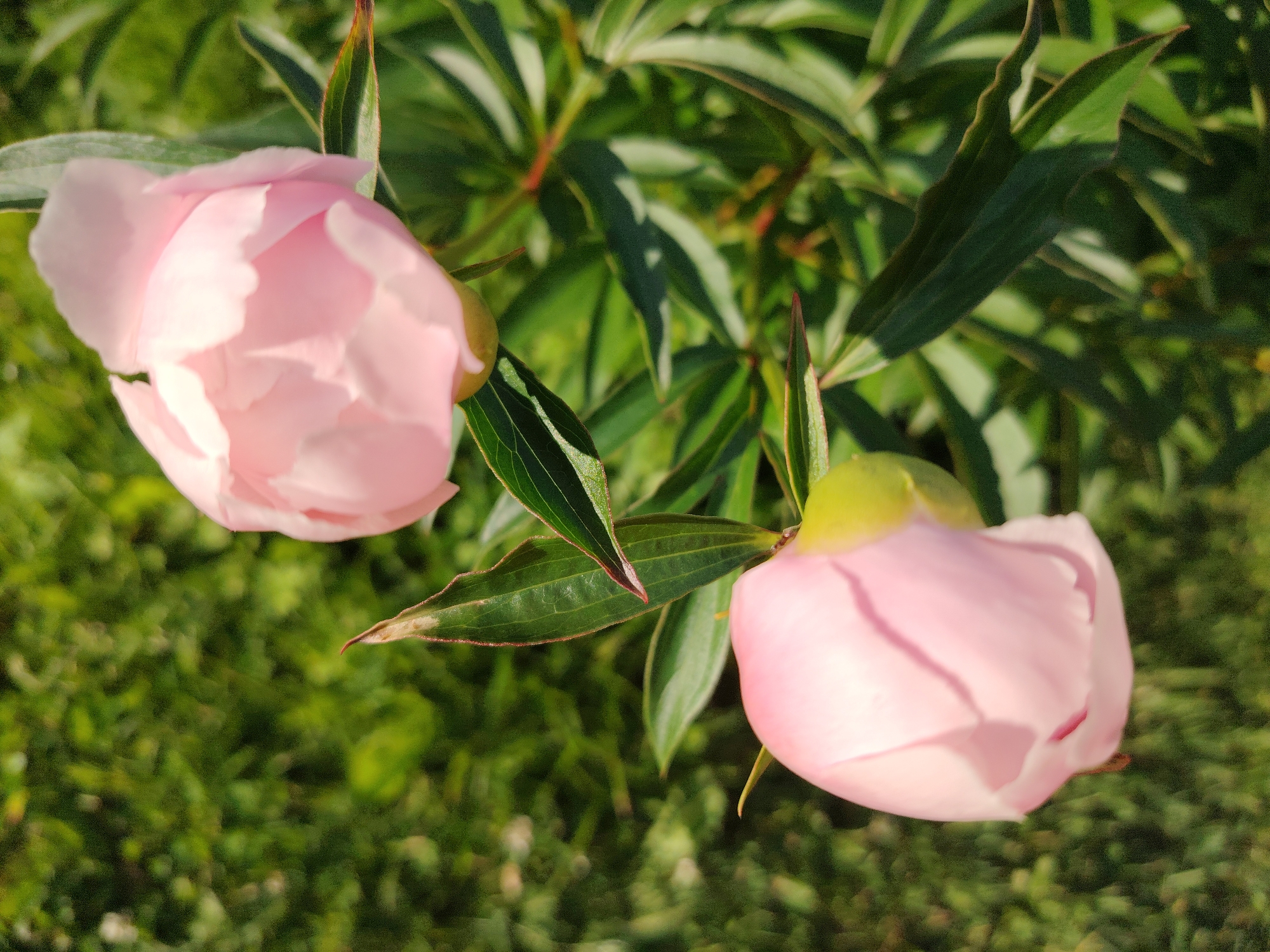 Two pale pink peony buds are the primary subjects in this close-up outdoor shot. One bud is positioned in the upper left quadrant, while the other is in the lower right. Both buds are partially unfurled, revealing delicate layers of petals. They are surrounded by dark green foliage, with some leaves showing hints of red along the edges. The background consists of a blur of green grass, suggesting a garden or park setting. The lighting indicates it is daytime, possibly late afternoon due to the warm tones and shadows. The location is identified as Vladimirovka, Russia.