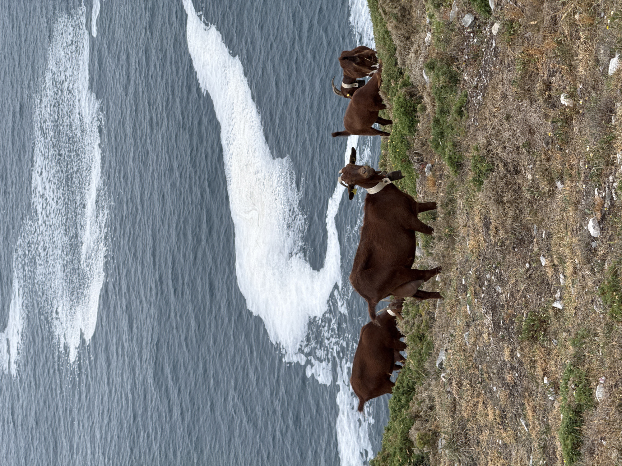 A herd of brown goats grazes on a grassy, rocky cliff overlooking the ocean. The ocean is a dark blue with white foam creating a swirling pattern near the shore. The goats are varied in size, with some in the foreground and others further back. One goat in the foreground is looking directly at the camera and has a white collar with a bell. The vegetation on the cliff is a mix of green shrubs and dry, yellow grass. The scene appears to be in a coastal area. The location is likely in Cudillero, Spain, given its coastal geography and typical landscape.