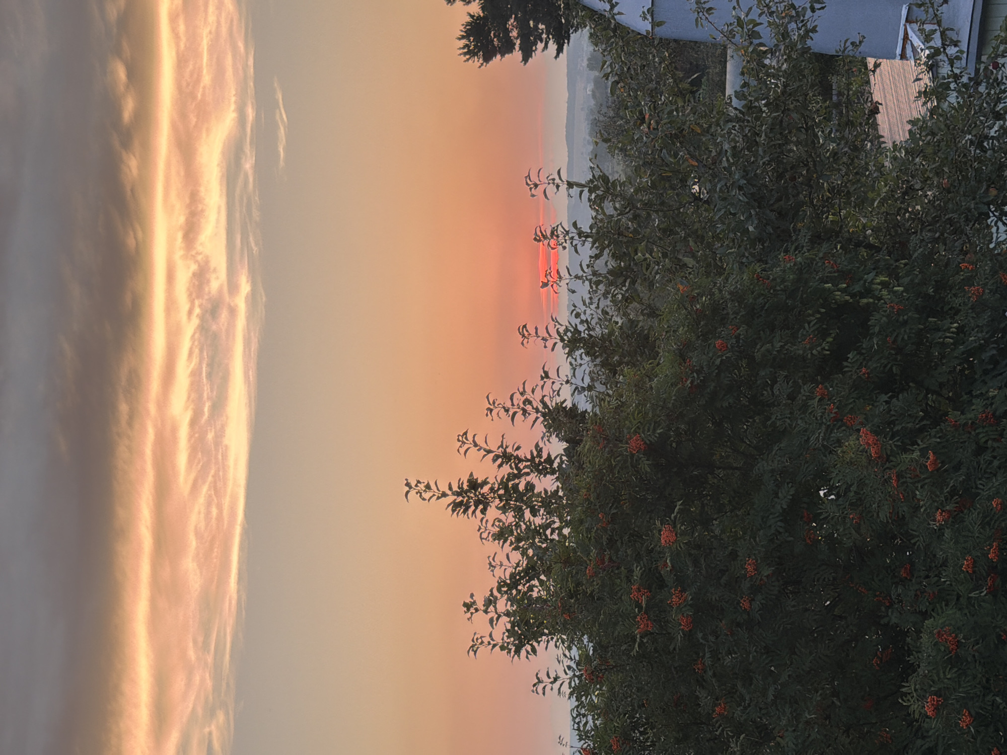 An outdoor, vertical, eye-level shot captures a sunset over a hazy, green landscape. The sky is a gradient of soft oranges and pinks, with a band of illuminated clouds stretching across the upper portion. In the foreground, lush green foliage, dotted with clusters of red berries, dominates the lower half of the image. A sliver of the sun is visible on the horizon, partially obscured by distant hills and the greenery. To the right, a light blue structure, possibly part of a building, rises into the frame, its angled roof peeking out from behind the trees. The scene appears to be a natural, possibly rural setting, with hints of a settlement in the distance. The image was taken in Nizhnekamsk, Russia.
