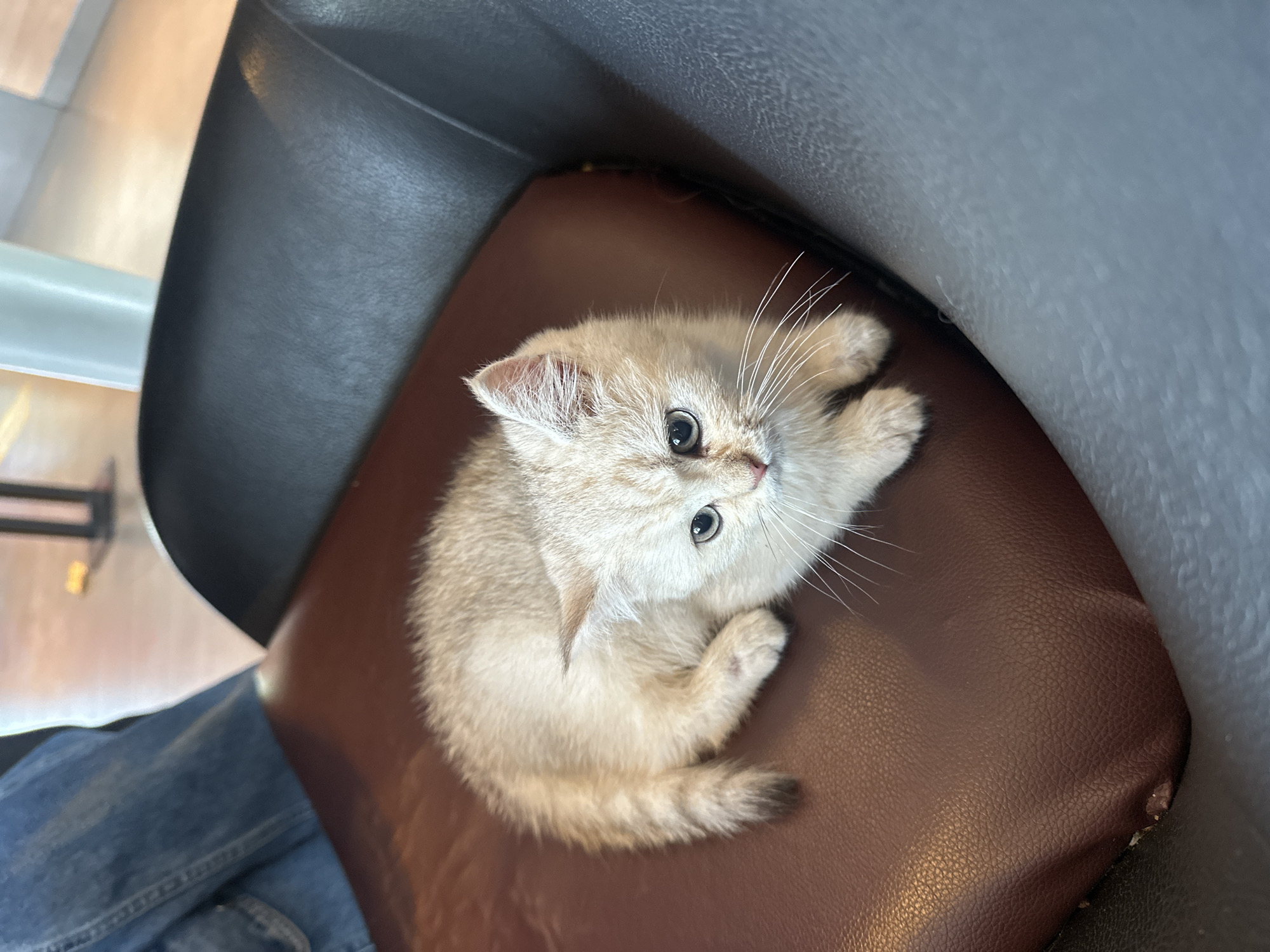A small, light-colored kitten is captured in a high-angle shot, sitting curled up on a brown leather chair. The kitten has short, pale cream or tan fur, with noticeable dark round eyes and long, prominent white whiskers. Its tail, visible curled around its body, has a small dark brown tip. The chair features a textured, rich brown leather seat, and a darker, possibly black, armrest or upper frame is visible along the top and left edges of the frame. To the lower left, a person's leg, dressed in blue denim jeans, is partially visible, suggesting the kitten is near or on a person's chair. The background elements are blurred, indicating an indoor setting with light-toned walls or furniture, perhaps in a home or café. The kitten appears calm and curious, looking upward and slightly to the right, beyond the camera's view. There is no visible text in the image. The scene takes place in an indoor environment, with the given location context being Chongqing High-tech Zone, China.