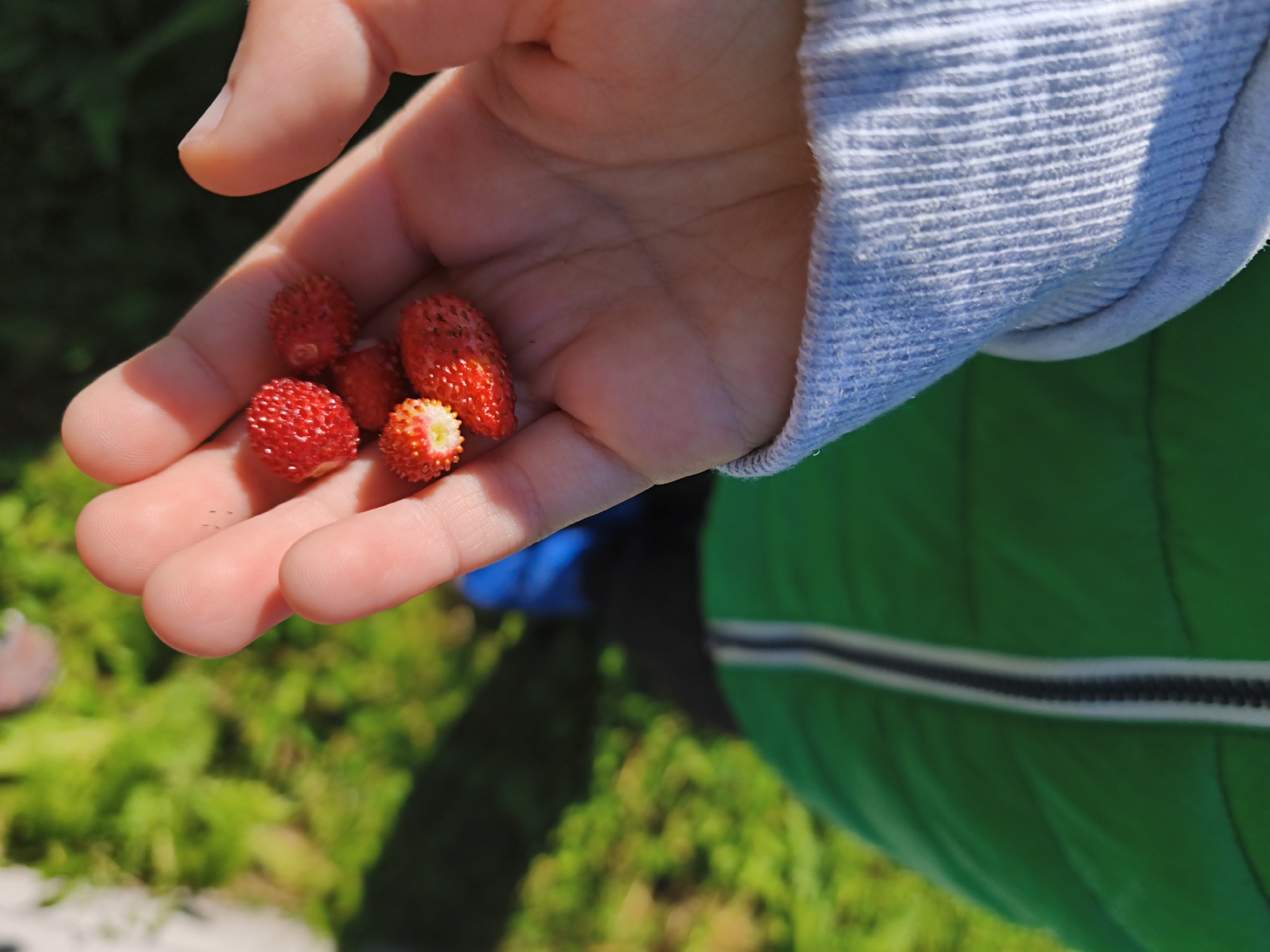 A close-up shot shows a person's left hand holding several wild strawberries. The hand is cupped, with the strawberries nestled in the palm. The strawberries are small and red, with visible seeds on their surface. One strawberry in the center is cut open, revealing its white interior and smaller seeds. The person is wearing a light blue, ribbed sweatshirt on their arm. The background is blurred, with green foliage and hints of other colors suggesting an outdoor environment, possibly a park or garden. No specific landmarks in Tallinn, Estonia, are visible. The lighting suggests it is daytime, with sunlight casting shadows.
