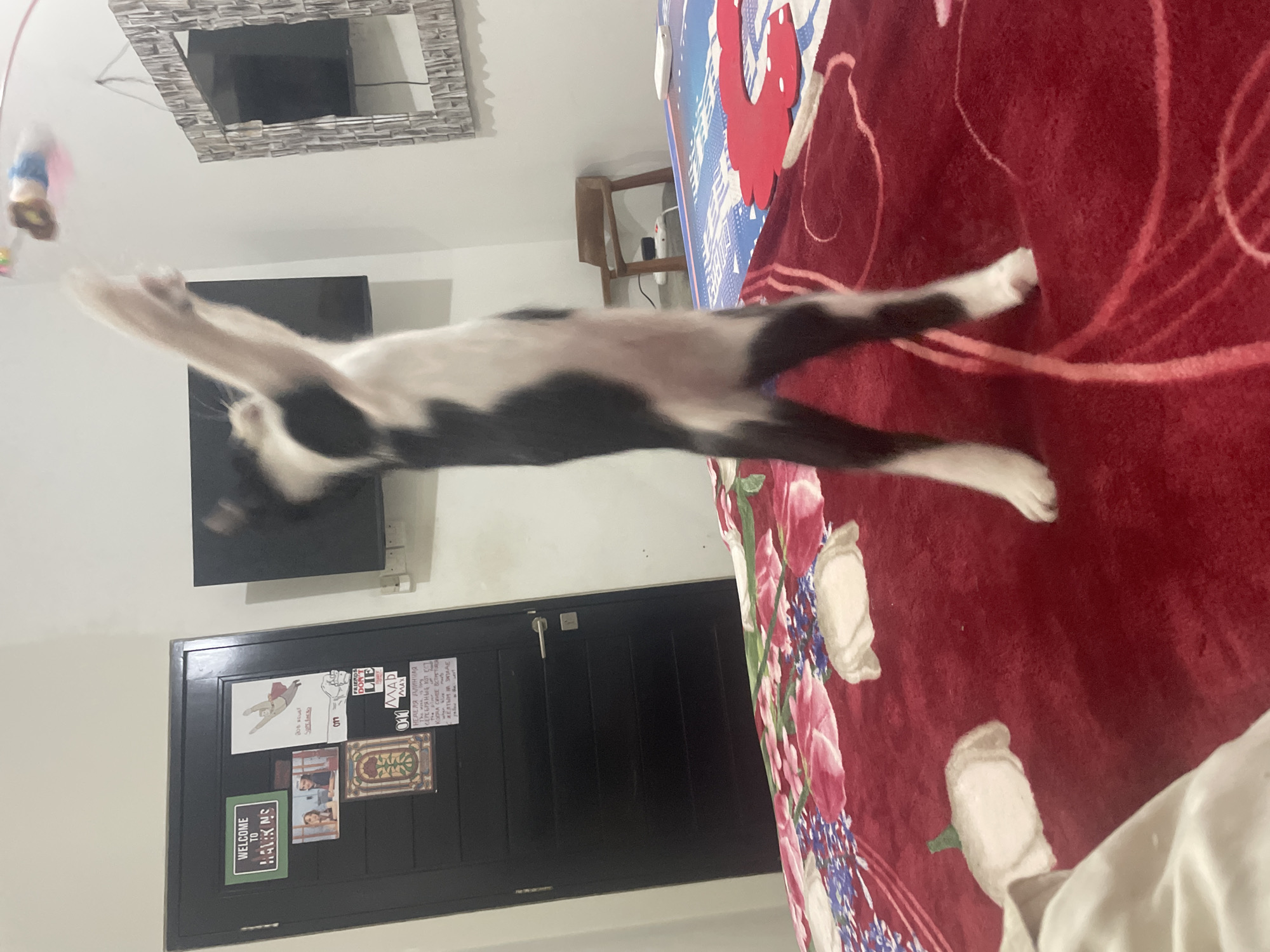 The media file captures a black and white cat in mid-air, playfully stretching and blurred due to motion, as it attempts to reach a colorful dangling toy in an indoor room in Denpasar, Indonesia. The cat is horizontally positioned across the center of the frame, with its front paws extended towards the toy visible in the upper left.
The room appears to be a bedroom, dominated by a vibrant red bedspread with a floral pattern, which occupies the right side of the image. In the background, a large mirror with a textured, brick-like frame hangs on a light-colored wall, reflecting a dark television screen below it. Further down, a dark wooden door is decorated with various stickers and posters.
Visible text on the door includes English phrases such as "WELCOME TO HAWKINS," "FRIENDS DON'T LIE," and "011 MAD MAX," indicating a "Stranger Things" theme. There are also Russian phrases: "НЕДЕЛЯ ДЛИННАЯ" (Week is long), "СЕРЕБРЯНЫЙ КОЛ" (Silver stake), and "ЖЕЛТЫМ НА ЗАПАДЕ" (Yellow in the west). Additional fragments like "206 NEUST," "SUPE," and "KOPLA CUVEE BCTHE" are also present. A small wooden shelf holding a power strip or charger is visible between the TV and the bed. Part of a person's leg or foot, covered by a light-colored blanket, is visible in the bottom right corner of the image. The scene conveys a moment of lively interaction within a personal space.