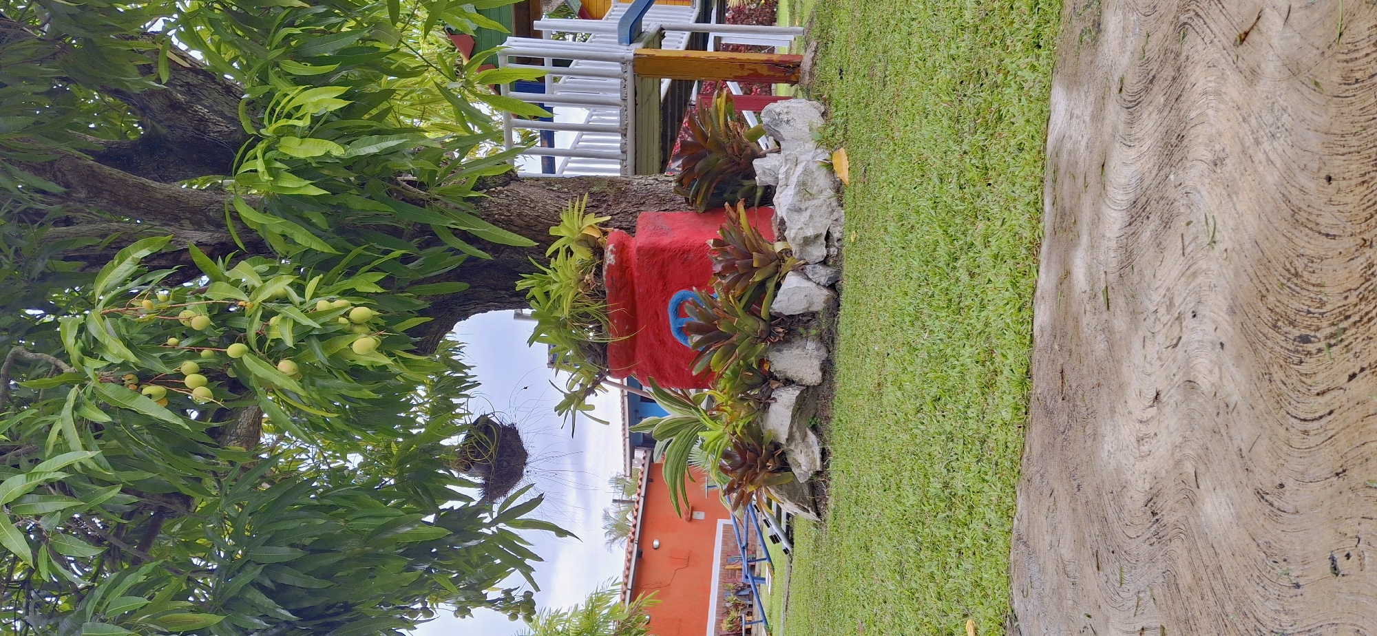 The image depicts a close-up view of a large mango tree with numerous green mangoes and dense foliage. The tree trunk is rough and textured, with branches extending outwards. Nestled within the branches is a bird's nest. At the base of the tree, a bright red, cylindrical planter holds various plants, including bromeliads, and a blue spiral design is visible on its surface. Surrounding the planter are several rocks and more greenery. In the background, glimpses of colorful structures with white railings and an orange building are visible, suggesting an outdoor setting, possibly a park or a yard. The ground is covered with short, vibrant green grass, and a textured concrete pathway runs along the right side of the image. The lighting suggests it is daytime. The overall impression is one of a lush, tropical environment with a touch of artistic decoration.