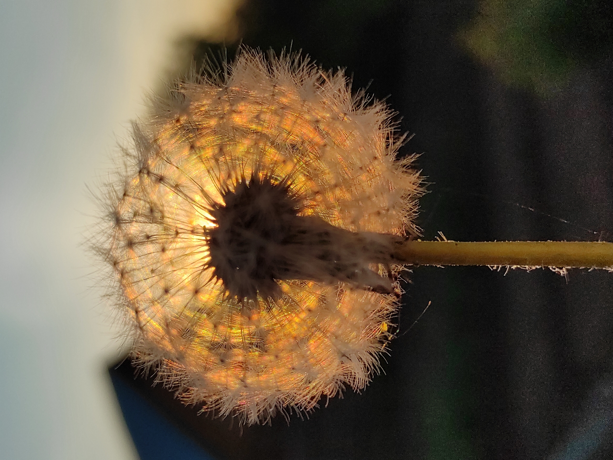 The image shows a backlit dandelion seed head, positioned against a blurred background of a sky and dark foliage. The head is at the center of the frame, with the sun shining through it, creating a bright orange and yellow halo effect. The stem of the dandelion extends to the right. A thin spiderweb strand is visible near the stem. The image appears to be taken outdoors, but the location in Ольховка, Russia, cannot be confirmed from visual evidence. There are no people present in the image.
