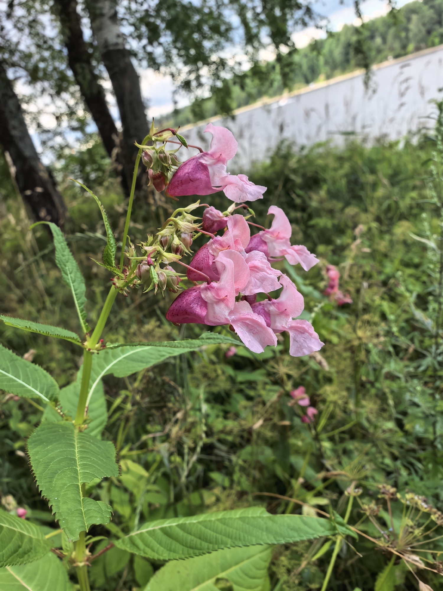 An outdoor, eye-level, medium shot captures a branch of pink flowers, likely Impatiens glandulifera, commonly known as Himalayan balsam. The flowers are a vibrant pink, with a distinctive hooded shape and delicate petals. They are clustered along a green stem, which is surrounded by serrated green leaves. The background is a blur of green foliage, suggesting a natural setting. In the upper left quadrant, the trunks of trees with pale bark are visible, partially obscuring a dappled sky. A white, flat structure, possibly a wall or fence, runs horizontally across the middle ground, with trees and foliage beyond it. The scene is likely located in Pavlovo, Russia, a city known for its natural beauty and parks. No people are present in the image.
