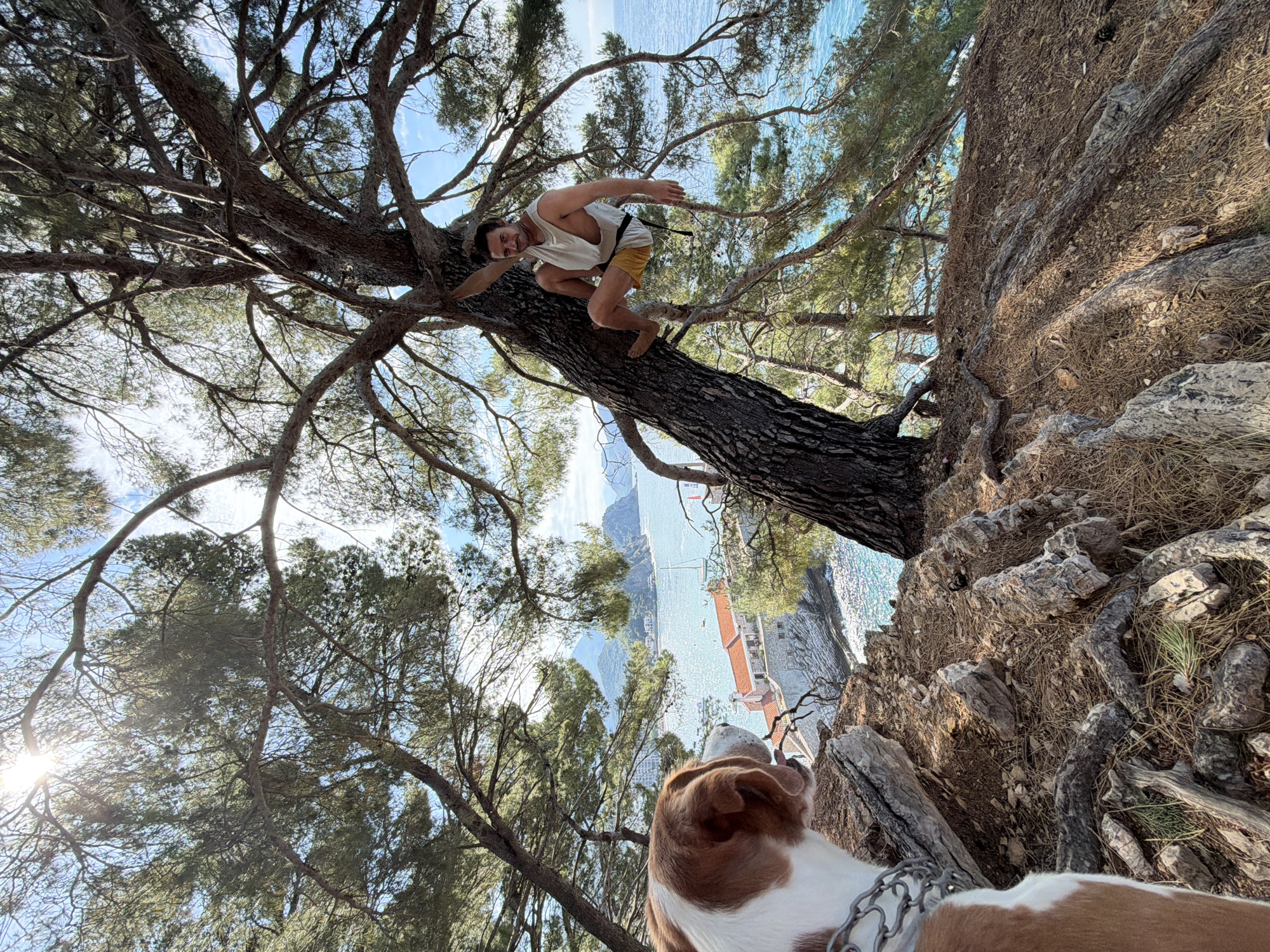 This diagonal, low-angle shot captures an active outdoor scene in Petrovac centar, Montenegro, featuring a man and a dog amidst a dramatic coastal landscape.
In the upper-middle of the frame, a young man is playfully balanced on a thick, gnarled tree trunk that grows horizontally from a larger, older tree. He is barefoot, wearing a white tank top and yellow shorts, and looks towards the camera with a wide, friendly smile, crouching lightly. The substantial tree dominates the upper and left parts of the image, with its dark, textured bark and dense, green pine needles and branches contrasting against the bright sky.
In the lower right foreground, the head and shoulders of a brown and white dog are visible, equipped with a metal chain collar. The dog is looking intently outwards, past the cliff edge and towards the expansive seascape.
Beyond the immediate treeline and rocky ground, a breathtaking coastal view unfolds under a clear, bright blue sky with sparse clouds. The sparkling turquoise waters of the Adriatic Sea are visible, stretching into the distance and dotted with several boats and yachts. Along the shore, glimpses of a town with white buildings and distinctive red-tiled roofs can be seen, nestled at the base of verdant mountains or hills. The sun, casting a prominent lens flare in the bottom-left corner, indicates a sunny day, likely late morning or early afternoon.
The image conveys a sense of adventure, joy, and appreciation for the natural beauty of the Montenegrin coast. No visible text is present.