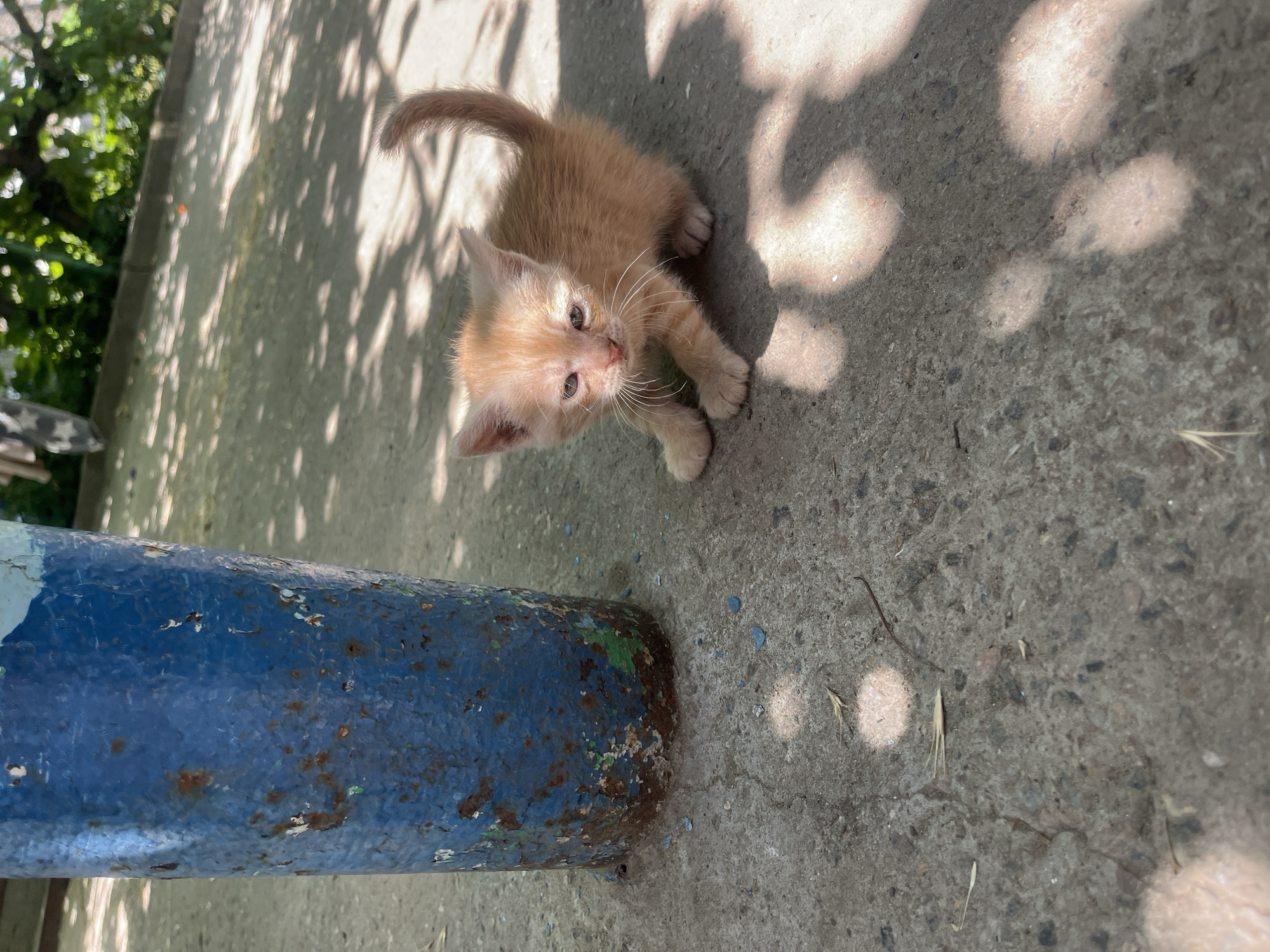 This is an outdoor, high-angle, eye-level, medium shot of a light orange kitten on a concrete surface. The kitten is looking up at the camera with large, light brown eyes. Its ears are pointed upwards, and its whiskers are prominent. The kitten is a little bit scared or confused. The concrete ground is dappled with sunlight and shadow, suggesting a sunny day. There is a partially visible rusty blue pipe in the foreground, with some chipped paint. In the background, out of focus, are green leaves of a tree. The scene appears to be in an urban or suburban outdoor space. The time of day is likely late morning or afternoon, given the shadows. There is no visible text in the image.