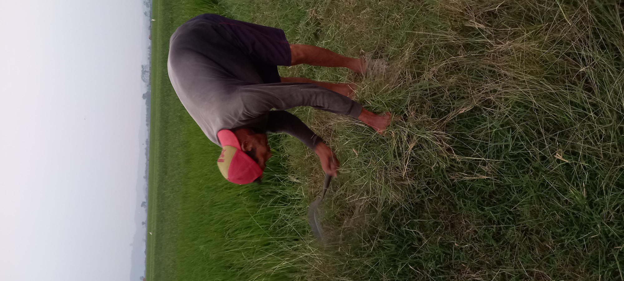 A person wearing a red and yellow baseball cap and a dark long-sleeved shirt with dark shorts is bending over and using a scythe to cut grass in a field. The field has green crops in the background, likely a rice paddy, with a hazy sky and distant hills. The person's bare feet are visible, standing on the grass. The scene appears to be in Sidamulya, Indonesia, during daylight.