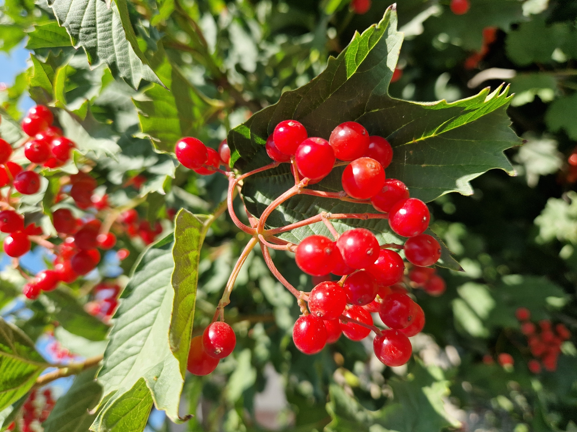 A close-up, low-angle shot captures a cluster of bright red, round berries hanging from a branch amidst vibrant green leaves. The berries, some glistening with dew or moisture, are clustered together on thin reddish stems, with sunlight illuminating their smooth surfaces. The leaves, with visible veins and serrated edges, provide a lush backdrop. In the upper right of the frame, a sliver of bright blue sky is visible. The background consists of further foliage, suggesting a natural outdoor setting, possibly in a garden or park. The overall impression is one of vibrant natural beauty, with the sharp focus on the berries and leaves contrasting with a softly blurred background.