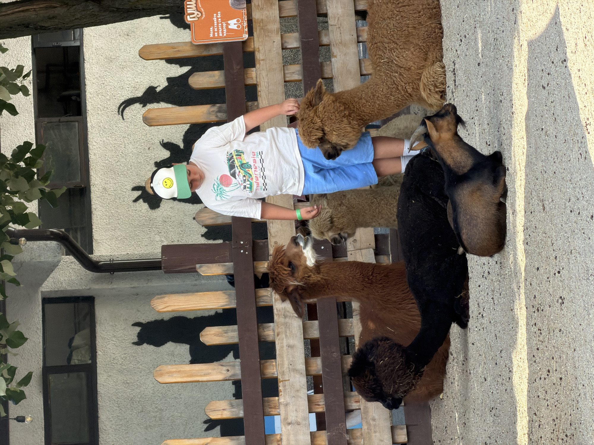 A young person wearing a white t-shirt with a graphic print, blue shorts, white socks, and a green and white baseball cap is standing next to a wooden fence. They are interacting with several alpacas and goats. The alpacas are brown and black, and the goats appear to be brown and black as well, with horns. The scene is set outdoors, likely at a farm or petting zoo, with a textured wall and a tree branch visible in the background. A sign with text in Bulgarian is mounted on the fence. The text on the sign reads, "Моля, не оставяйте децата си без надзор!" which translates to "Please do not leave your children unattended!". The lighting suggests it is daytime, possibly late afternoon due to the angle of the shadows. The overall mood appears to be relaxed and engaged, with the person calmly interacting with the animals.