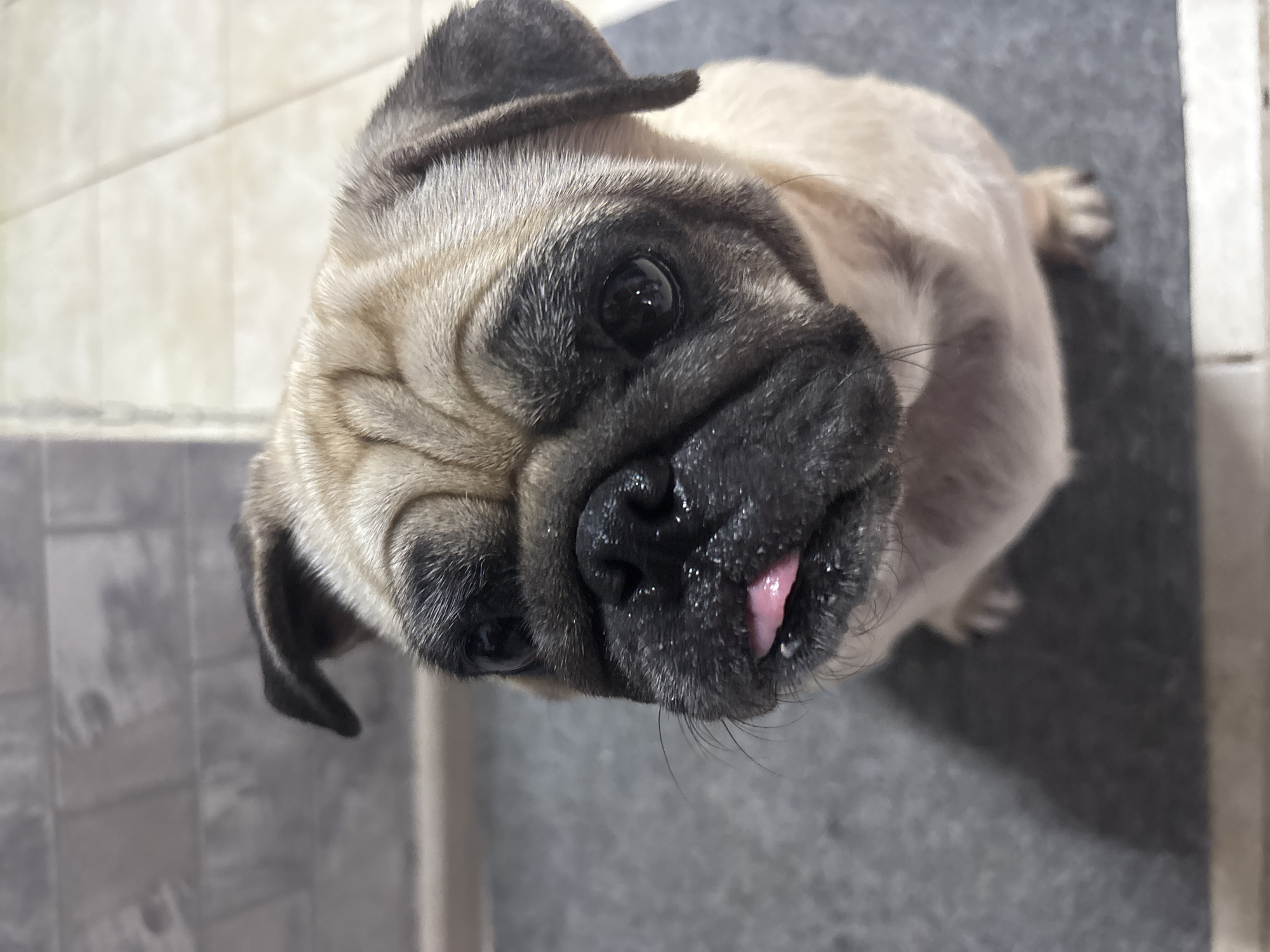 A fawn-colored pug puppy sits on a dark gray rug with its head tilted upward, looking at the camera. Its pink tongue is slightly extended from its mouth, and its eyes are dark and expressive. The background consists of a tiled floor with light-colored square tiles and a section of gray wall tiles. The lighting is direct, casting a shadow of the pug onto the rug. There are no people or other animals visible in the image. The scene appears to be indoors, possibly in a residential setting. The city of Sochi, Russia, is not depicted in this image.