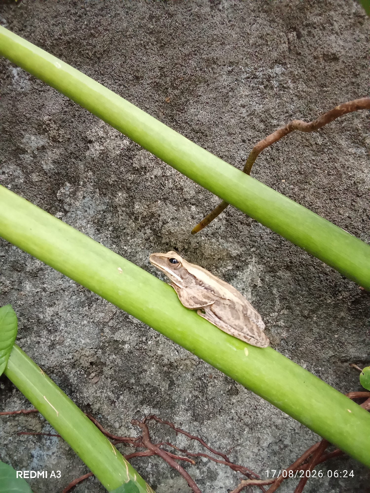 A small, brown and beige striped frog is perched on a thick, vibrant green stalk. The stalk is positioned diagonally from the bottom left to the top right of the frame. Behind the stalk, a rough, grey, textured surface is visible, resembling a concrete wall or rock face. Thin, brown, root-like structures are also present on this background, particularly in the lower half of the image. The scene is outdoors, with natural light illuminating the subject. A timestamp in the bottom right corner reads "17/08/2026 06:24", and a device identifier "REDMI A3" is in the bottom left corner. The location is Cemani, Indonesia.
