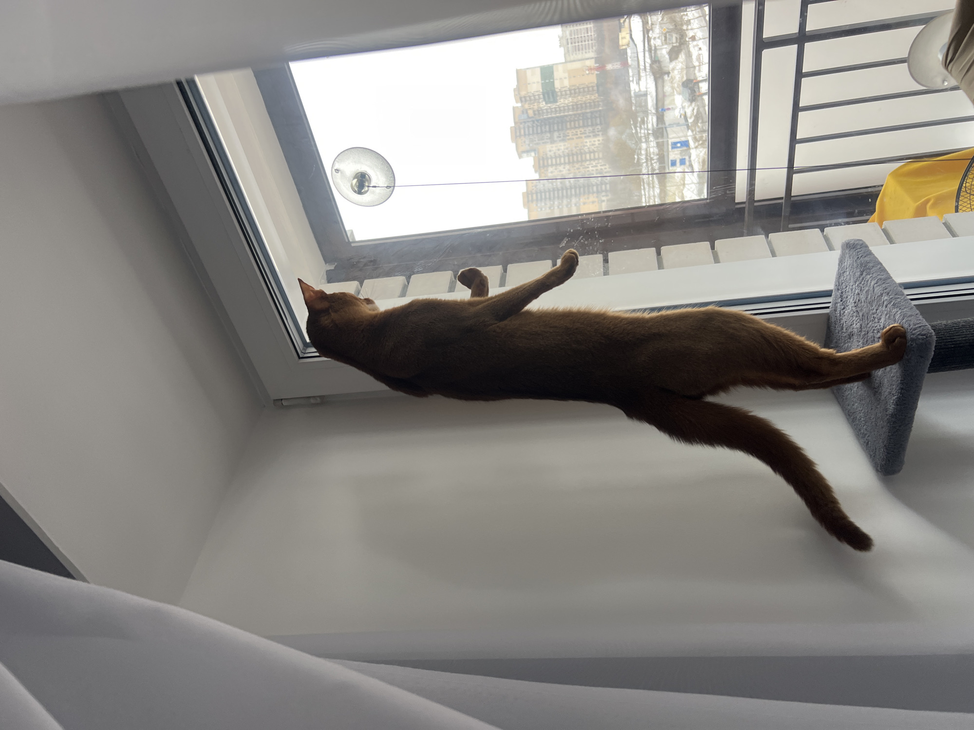 An Abyssinian cat with reddish-brown fur stands upright on its hind legs on a grey, carpeted cat tower platform, its front paws slightly elevated. The cat gazes intently out a large, white-framed window. The immediate interior features white walls and a white sheer curtain on the left.
The exterior view through the window reveals a winter urban landscape in Kazan, Russia. The ground is extensively snow-covered. In the mid-distance, numerous multi-story residential buildings with beige and grey facades are visible, some featuring green accents. Directly outside the window, a black metal balcony railing with vertical bars is present. A yellow covering or object is visible on the balcony floor below the railing. A circular suction cup, likely from a window cleaning robot, is affixed to the exterior of the upper window pane, with a thin black cord extending downwards. The lower exterior foreground includes smaller, possibly industrial, structures, additional snow, and a prominent red-and-white striped pole. Smoke or steam is faintly visible rising in the far distance.