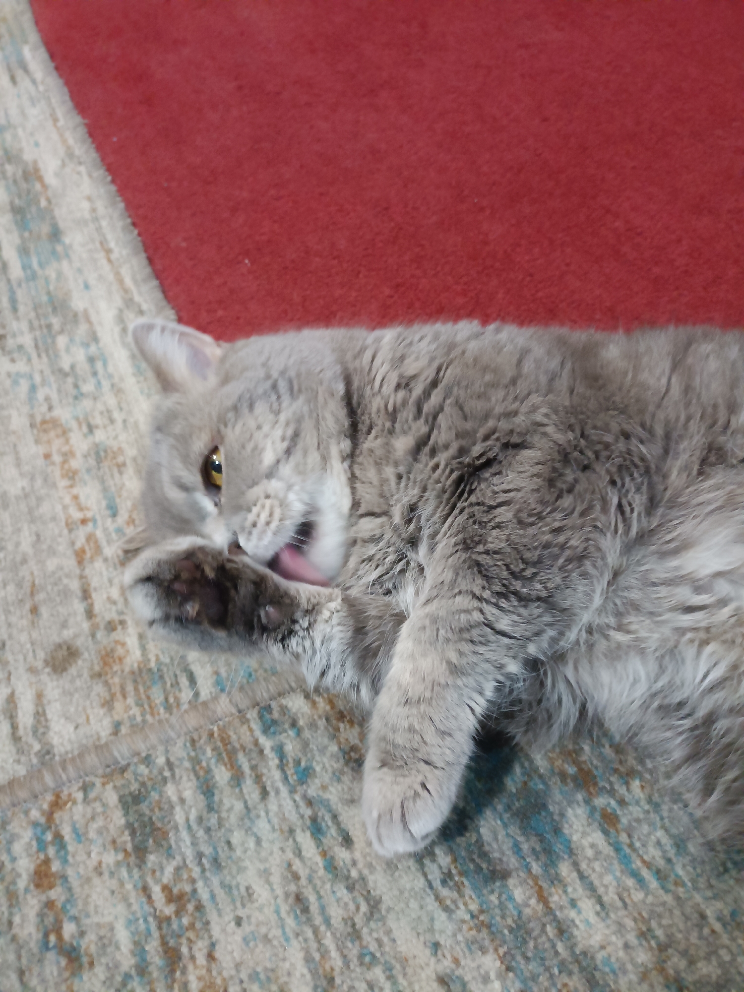 A domestic short-haired cat, primarily gray in color, is lying on its right side on a carpeted floor. The cat is grooming its right paw, with its tongue visible as it licks the paw. The cat's left paw is also visible, resting on its chest. A red rug is visible in the upper portion of the image, partially overlapping the carpet. The carpet has a pattern of blue, beige, and brown threads. The scene is indoors, and there is no indication of the location being specifically within the city of Bataysk, Russia.