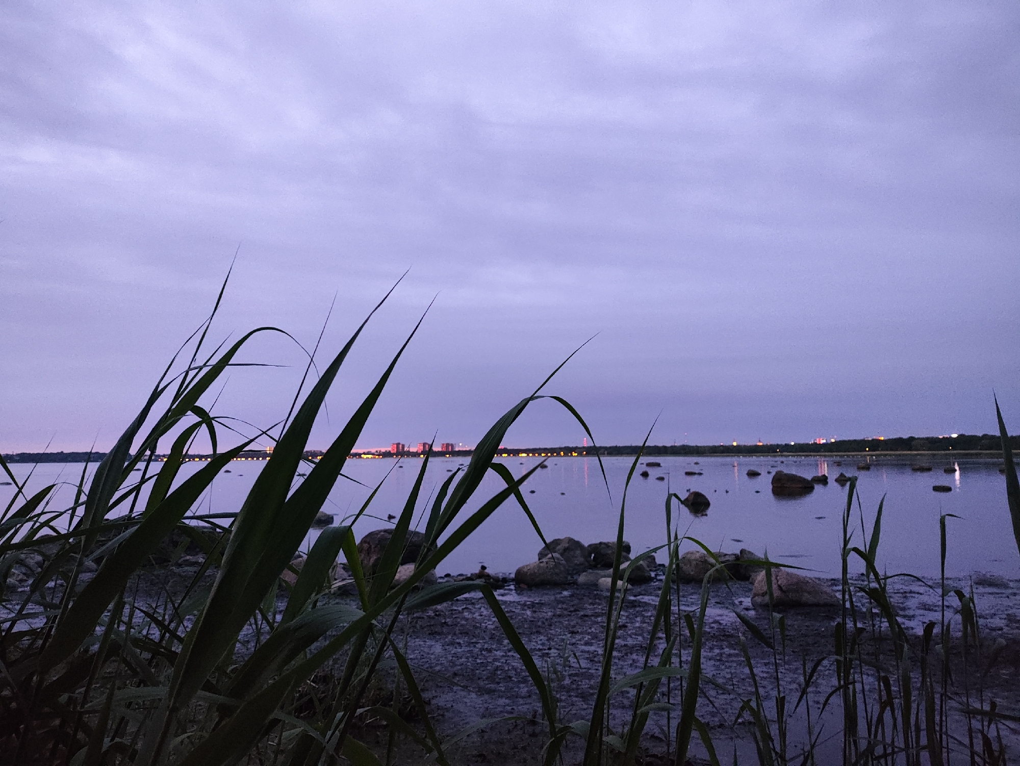The image depicts a low-angle, wide shot of a body of water at dusk, with the skyline of Tallinn, Estonia, visible in the distance. In the foreground, tall, green blades of grass dominate the lower left and right portions of the frame, obscuring parts of the shoreline. The shoreline itself appears to be muddy or wet earth, with several large, grey rocks scattered across it and partially submerged in the water. The water is calm, reflecting the soft, purple hues of the twilight sky and the distant lights of the city. The distant skyline features a cluster of buildings with illuminated windows, some appearing to be residential blocks, and a prominent radio tower with a red light at its apex. Scattered across the water are several more rocks and possibly buoys, indicated by small, reflected lights. The overall atmosphere is tranquil and serene, capturing the transition from day to night in an urban coastal setting.