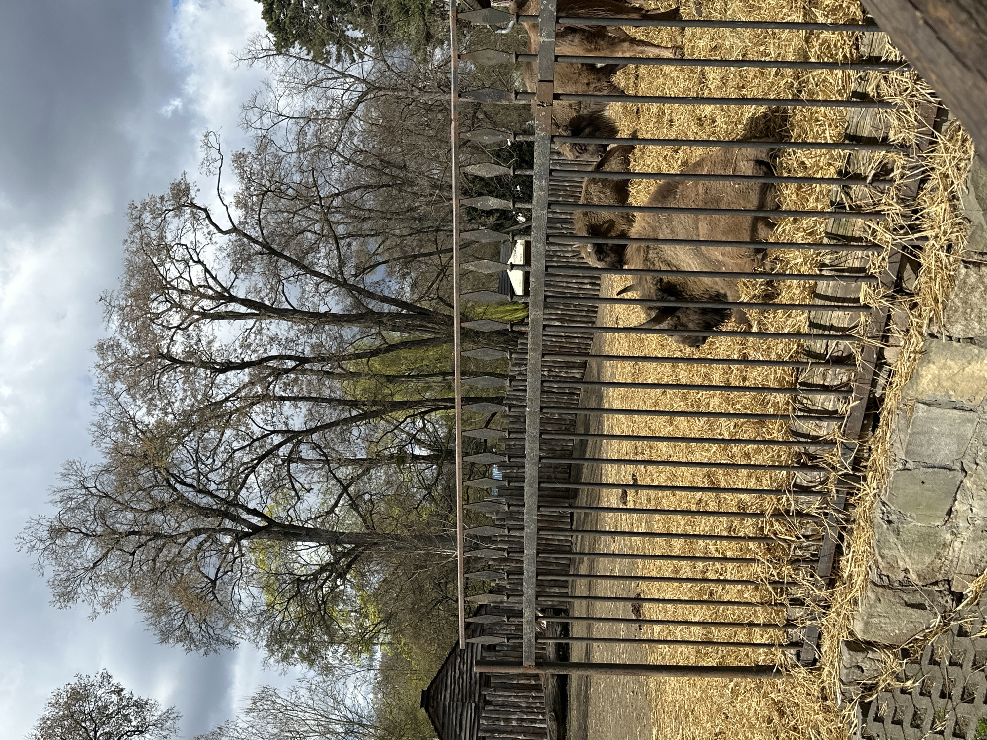 A fenced-in animal enclosure contains several animals. The enclosure is filled with straw. Outside the enclosure, there are trees and a partially visible building. The sky is overcast with dark clouds. The location is likely in the city of Wrocław, Poland.